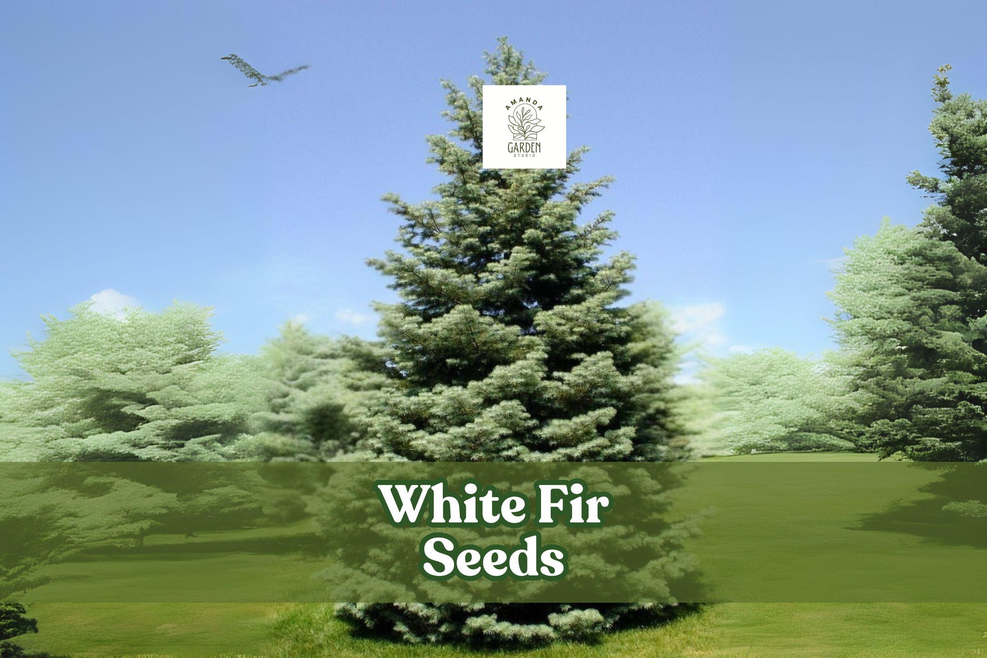White Fir Tree Seeds - 30 Fresh Seeds, Silvery-Blue Evergreen, Abies concolor - Perfect for Landscapes & Bonsai Projects