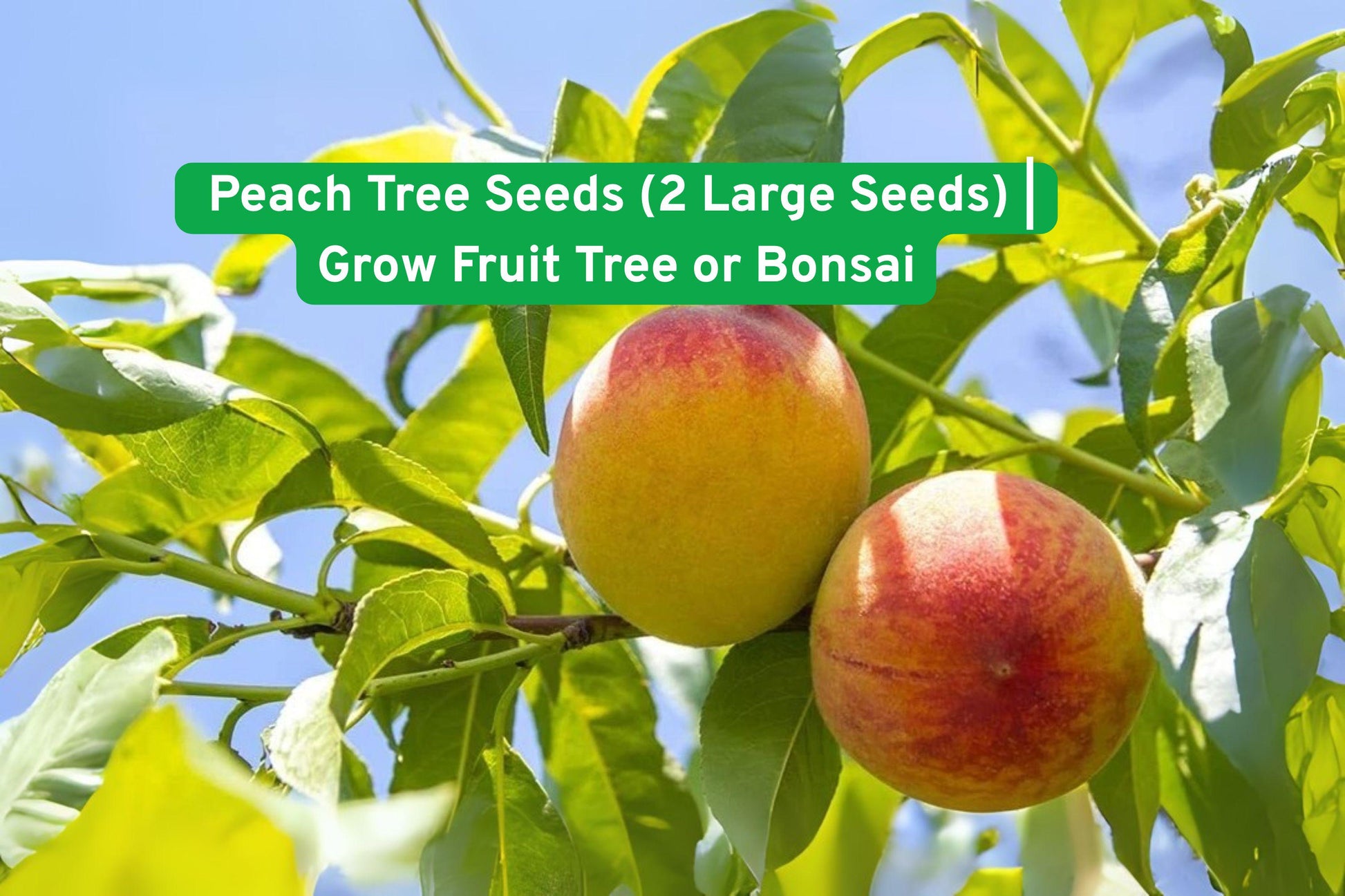 Peach Tree Seeds - 2 Heirloom Non-GMO Seeds for Fruit or Bonsai - Prunus persica - Easy to Grow, Perfect for Gardeners