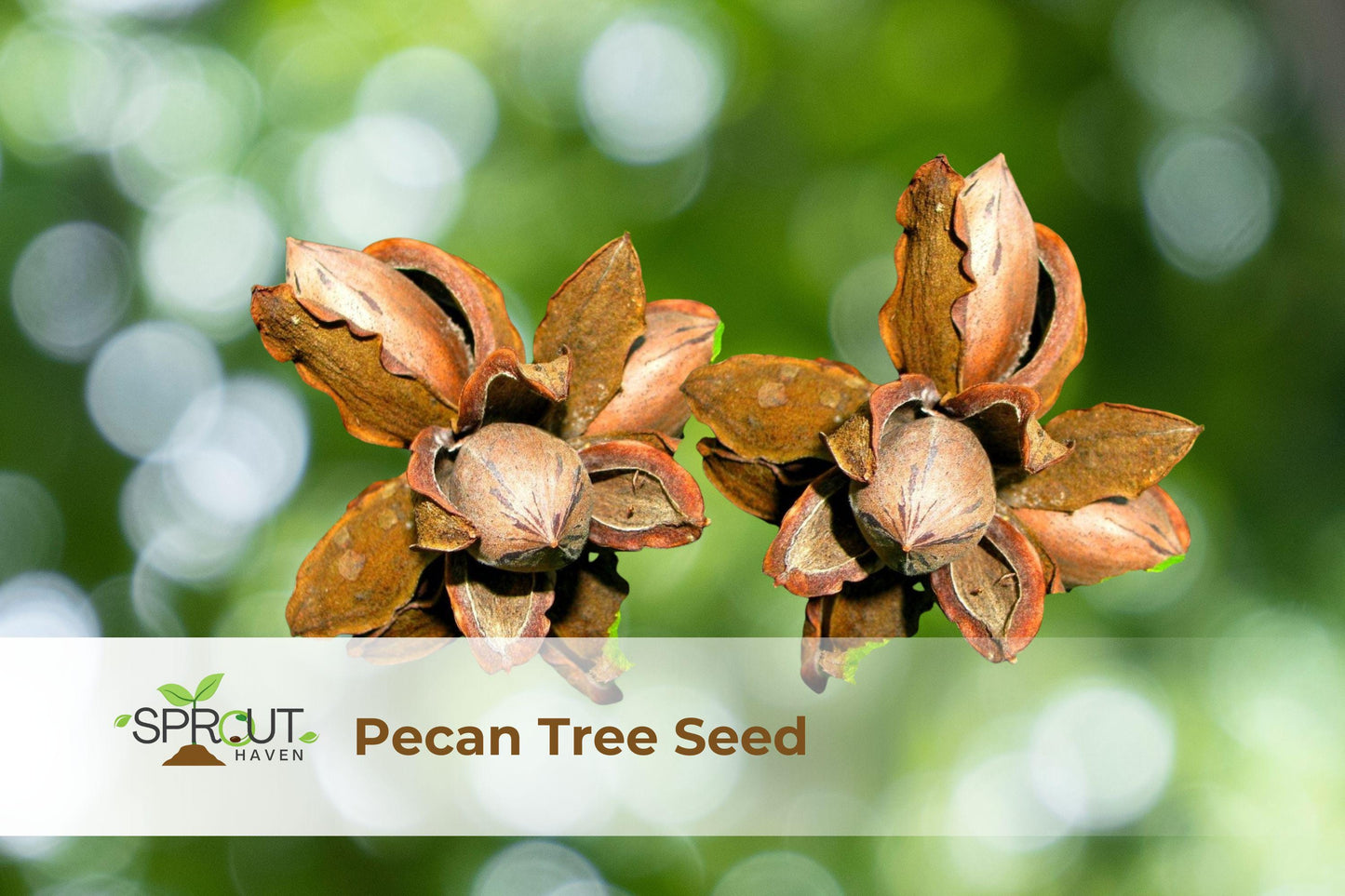 Pecan Tree Seedlings Set of 2 - Live Nut Trees for Home Garden, Carya illinoinensis, 8-12 Inches Tall, Hardy Deciduous Variety
