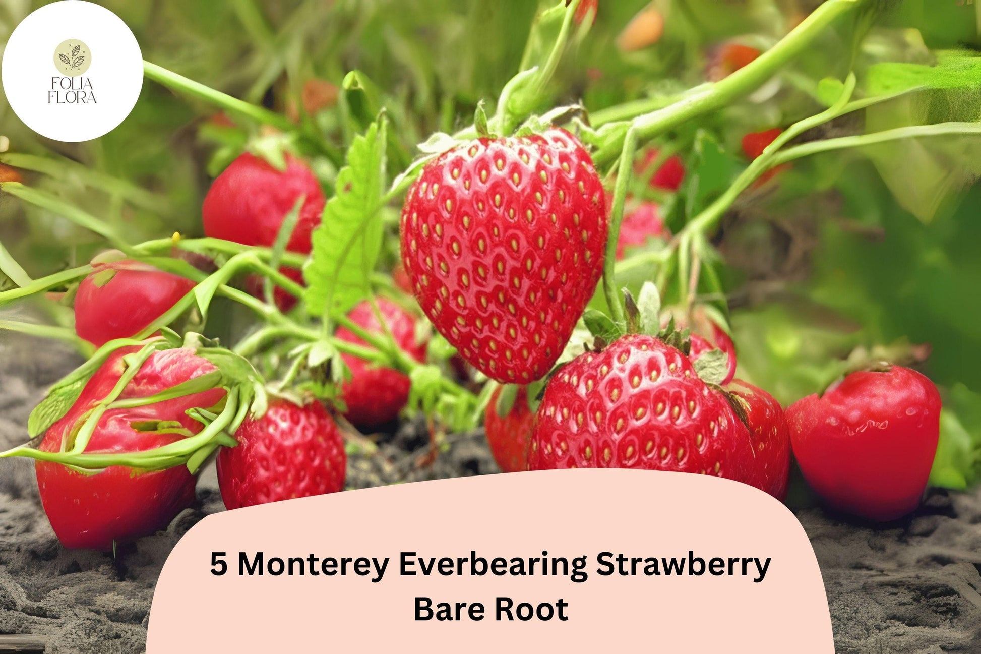 5 Live Bare Root Monterey Strawberry Plants | Everbearing | Fragaria × ananassa | Sweet Red Berries for Garden or Containers