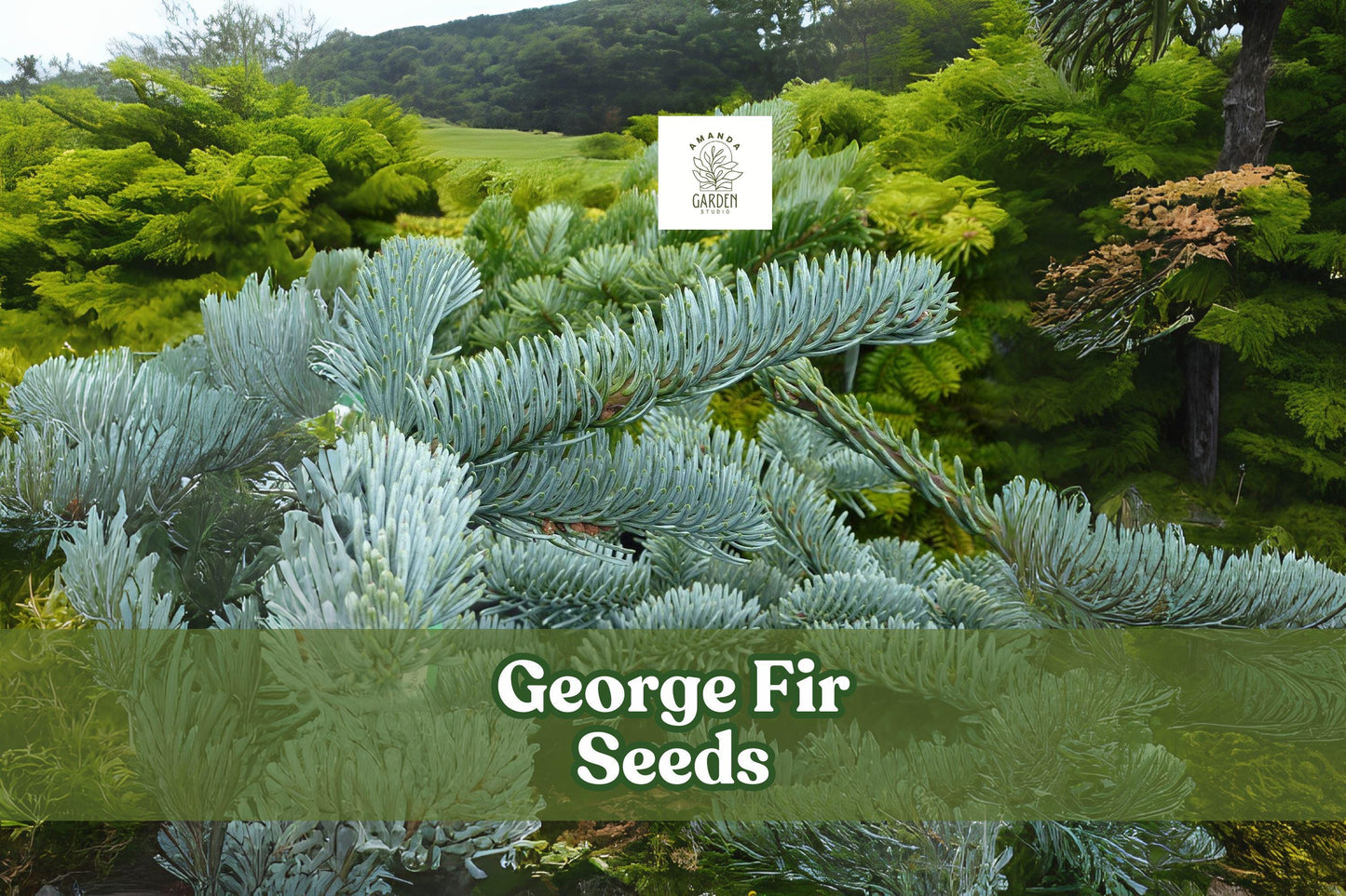 George Fir Tree Seeds - 30 Fresh Abies forrestii georgei - Rare Evergreen Conifer for Bonsai & Landscapes