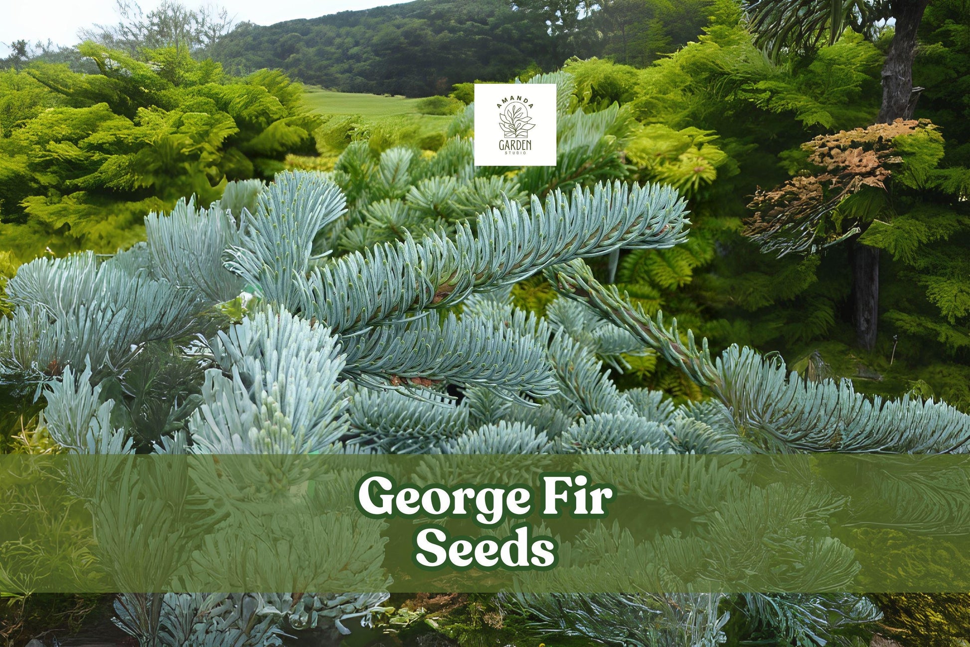 George Fir Tree Seeds - 30 Fresh Abies forrestii georgei - Rare Evergreen Conifer for Bonsai & Landscapes