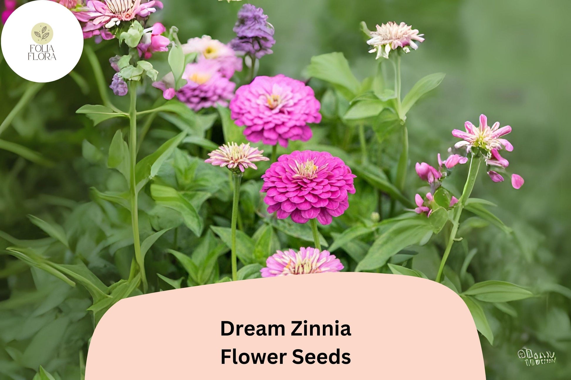 Dream Zinnia Seeds - 100+ Soft Pink Blooms for Summer Gardens & Cut Flowers - Zinnia elegans