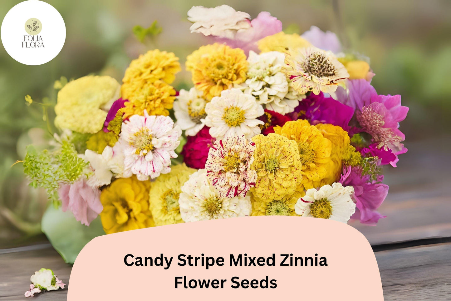 Candy Stripe Mix Zinnia Seeds - 100+ Non-GMO Colorful Striped Blooms (Zinnia elegans) for Summer Gardens & Bouquets