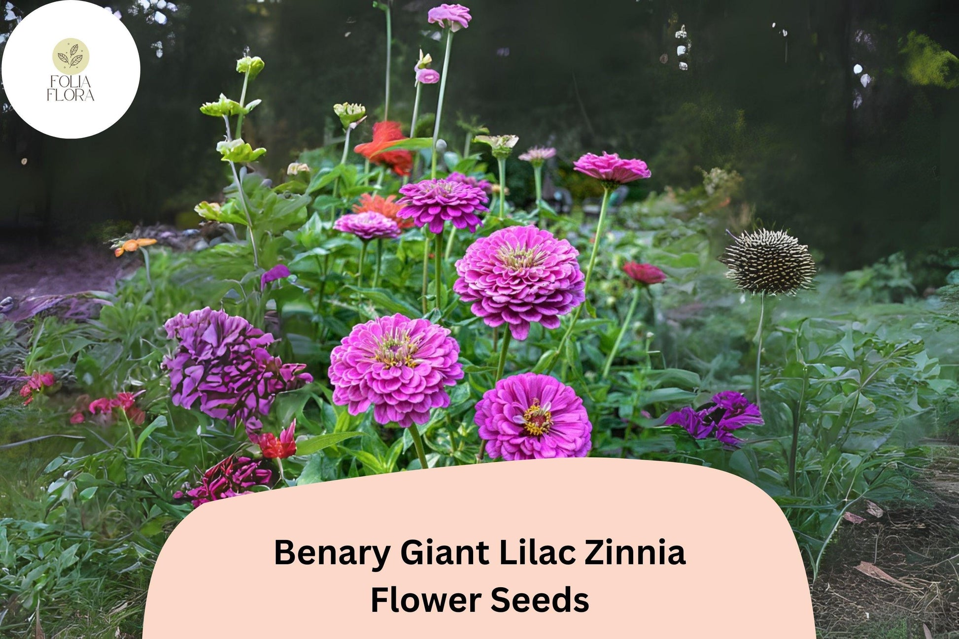 Benary Giant Lilac Zinnia Seeds - 100+ Non-GMO Zinnia elegans for Summer Gardens & Cut Flowers - Double Blooms, Pollinator-Friendly