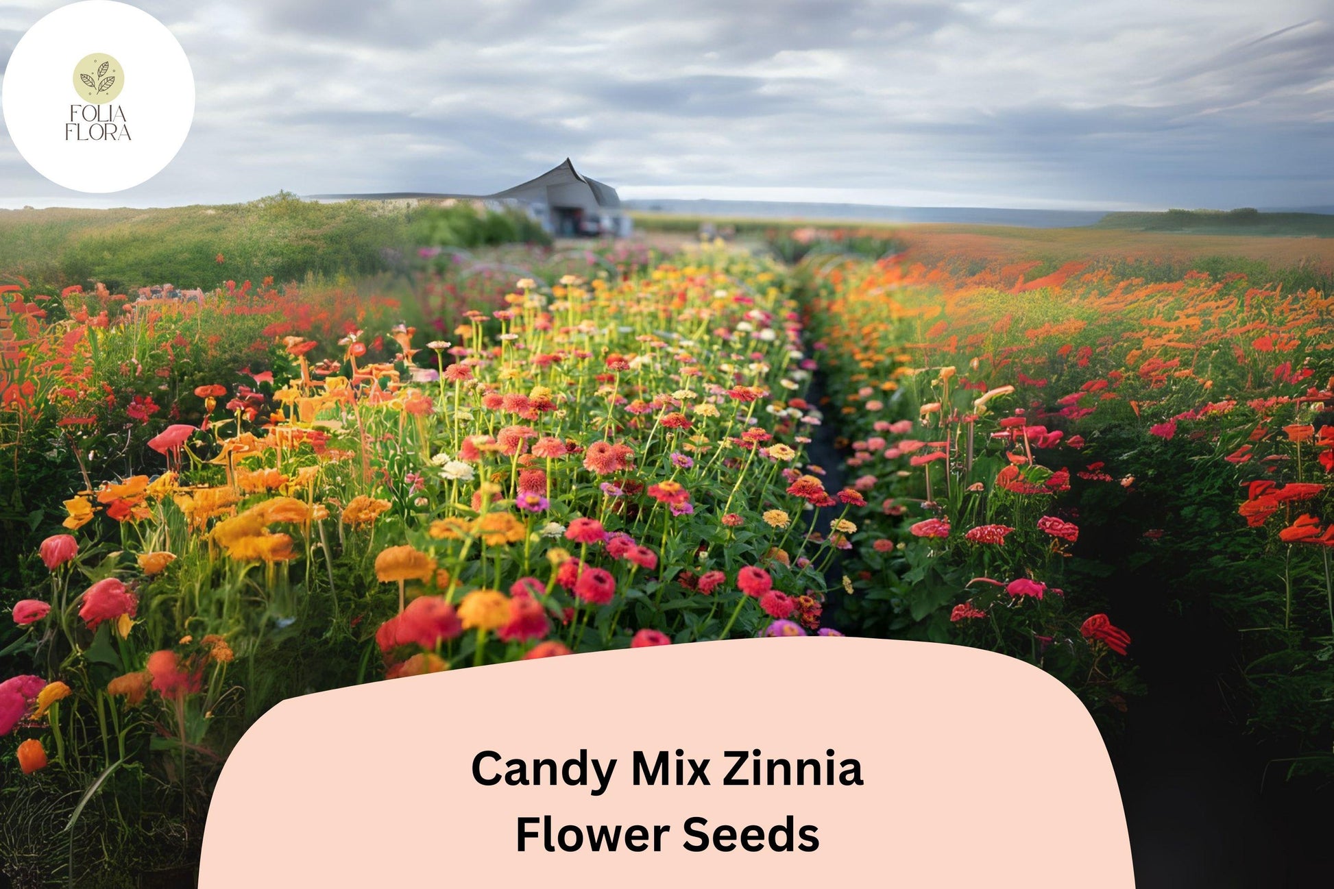 Candy Mix Zinnia Seeds - 100+ Non-GMO Seeds for Colorful Summer Blooms - Zinnia elegans