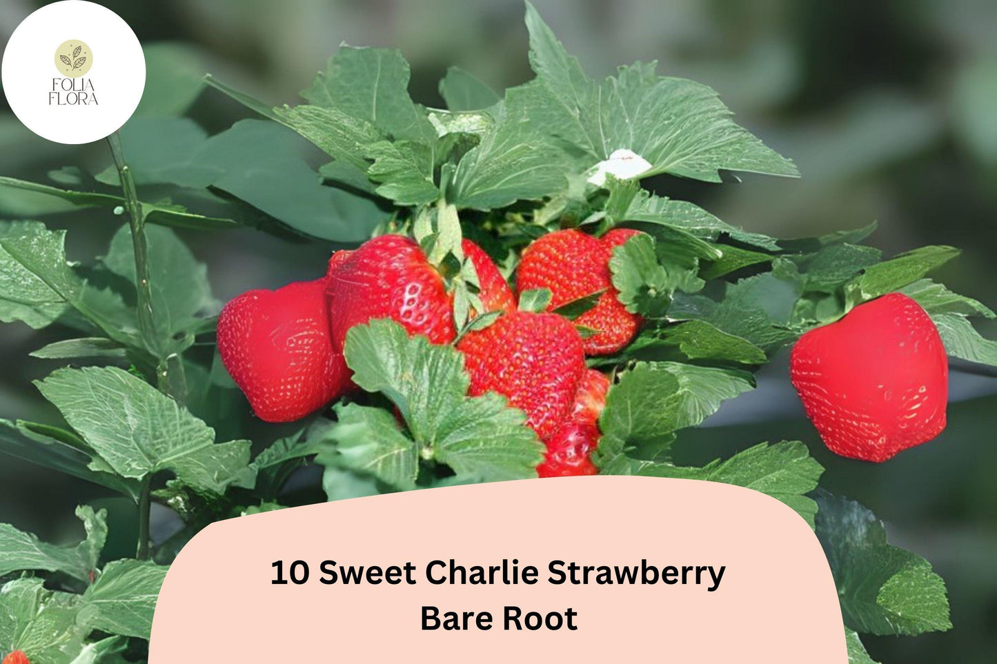 10 Live Bare Root Sweet Charlie Strawberry Plants | June-Bearing | Fragaria × ananassa | Red Berries for Home Garden