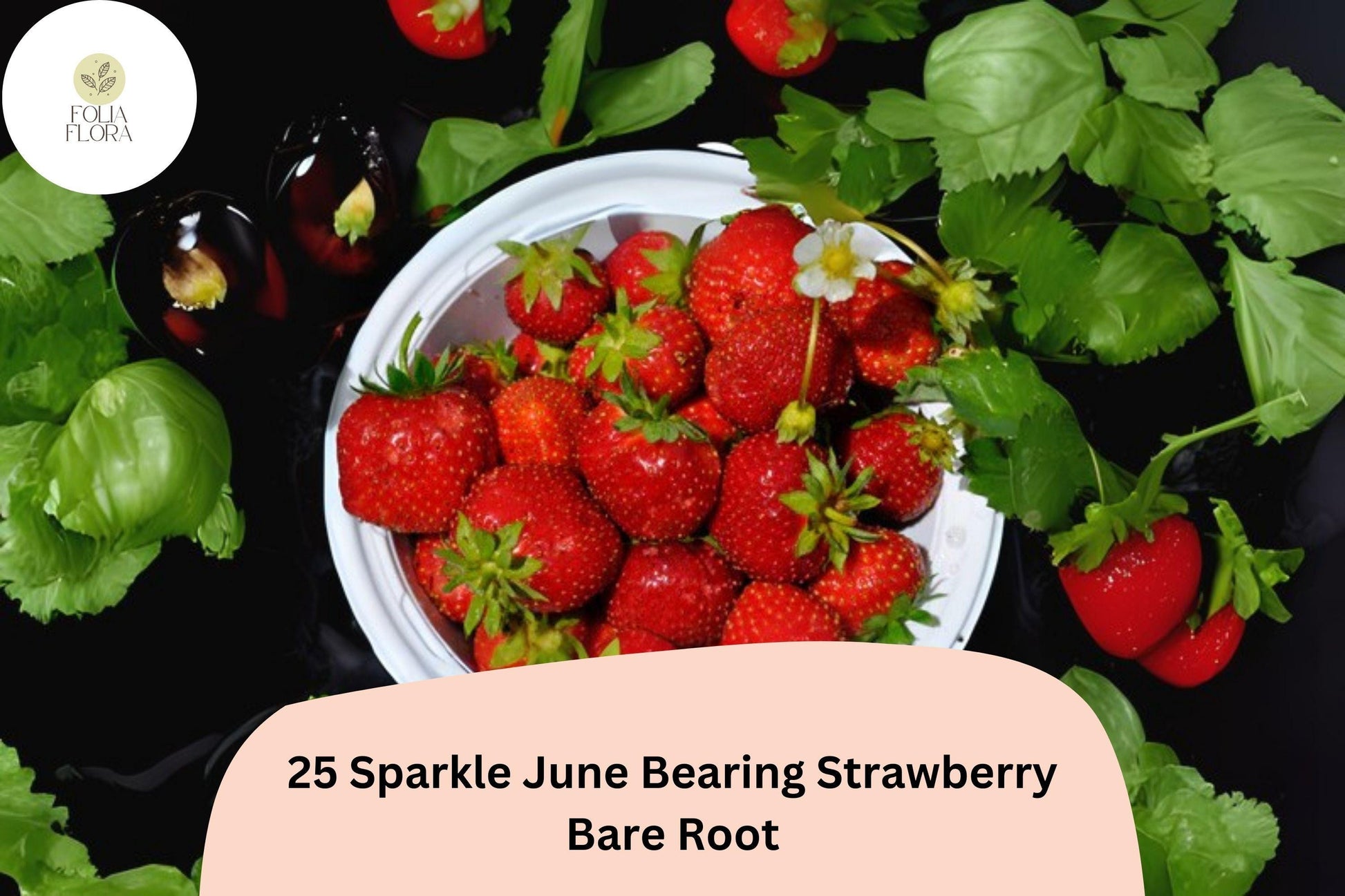 25 Sparkle Strawberry Plants | Live Bare Root NON-GMO June-Bearing | Fragaria × ananassa Red Berries for Garden or Containers