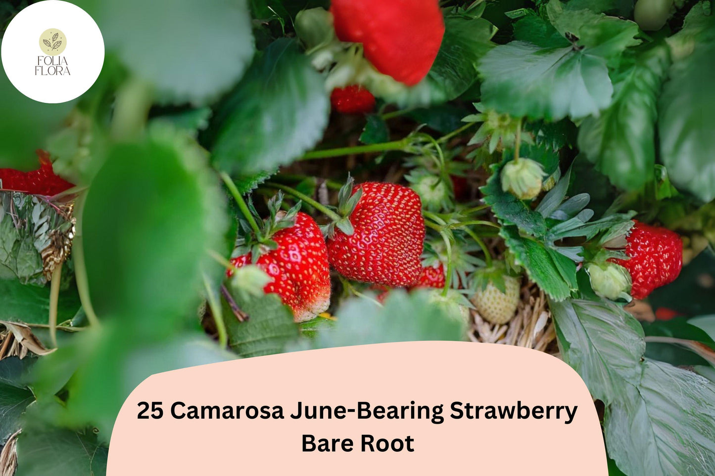 Camarosa Strawberry Plants - 25 Live Bare Root NON-GMO June-Bearing (Fragaria × ananassa) for Abundant Red Berries