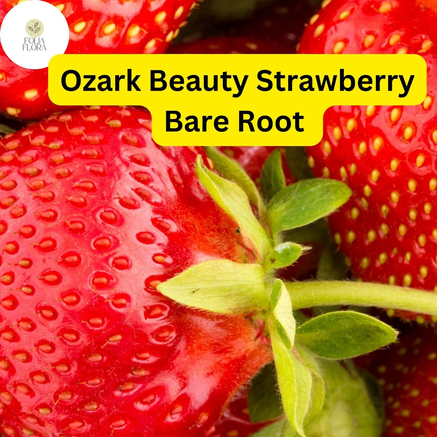 10 Live Bare Root Ozark Strawberry Plants | Everbearing Red Berries | Fragaria × ananassa | Non-GMO Garden Fruit