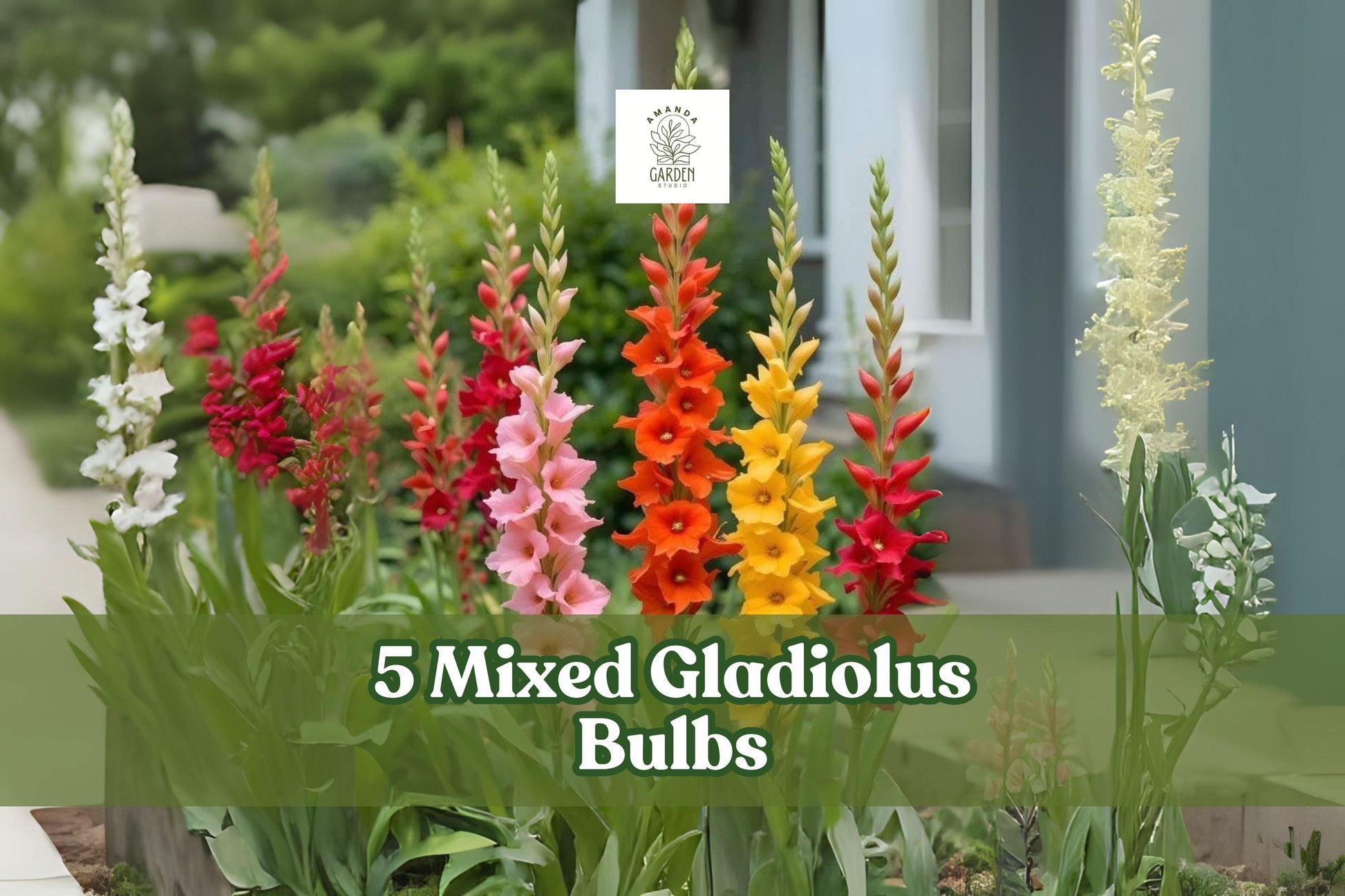 Gladiolus Bulbs - 5 Live Corms - Mixed Color Large Flowering - Gladiolus hybrids - Summer Blooming Perennial Bulbs