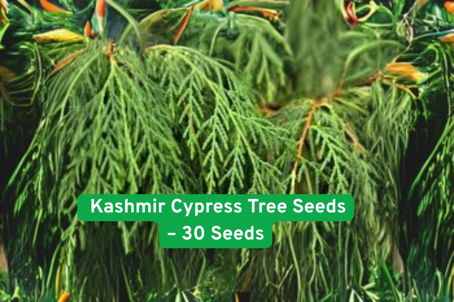 Kashmir Cypress Tree Seeds (30 Seeds) - Weeping Evergreen with Bonsai Potential, Cupressus cashmeriana, Bluish-Green Foliage
