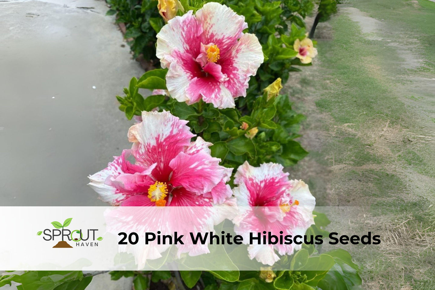 Hibiscus Seeds - 20 Pink & White Tropical Flowering Seeds - Hibiscus spp. - Perennial for Garden Borders & Containers