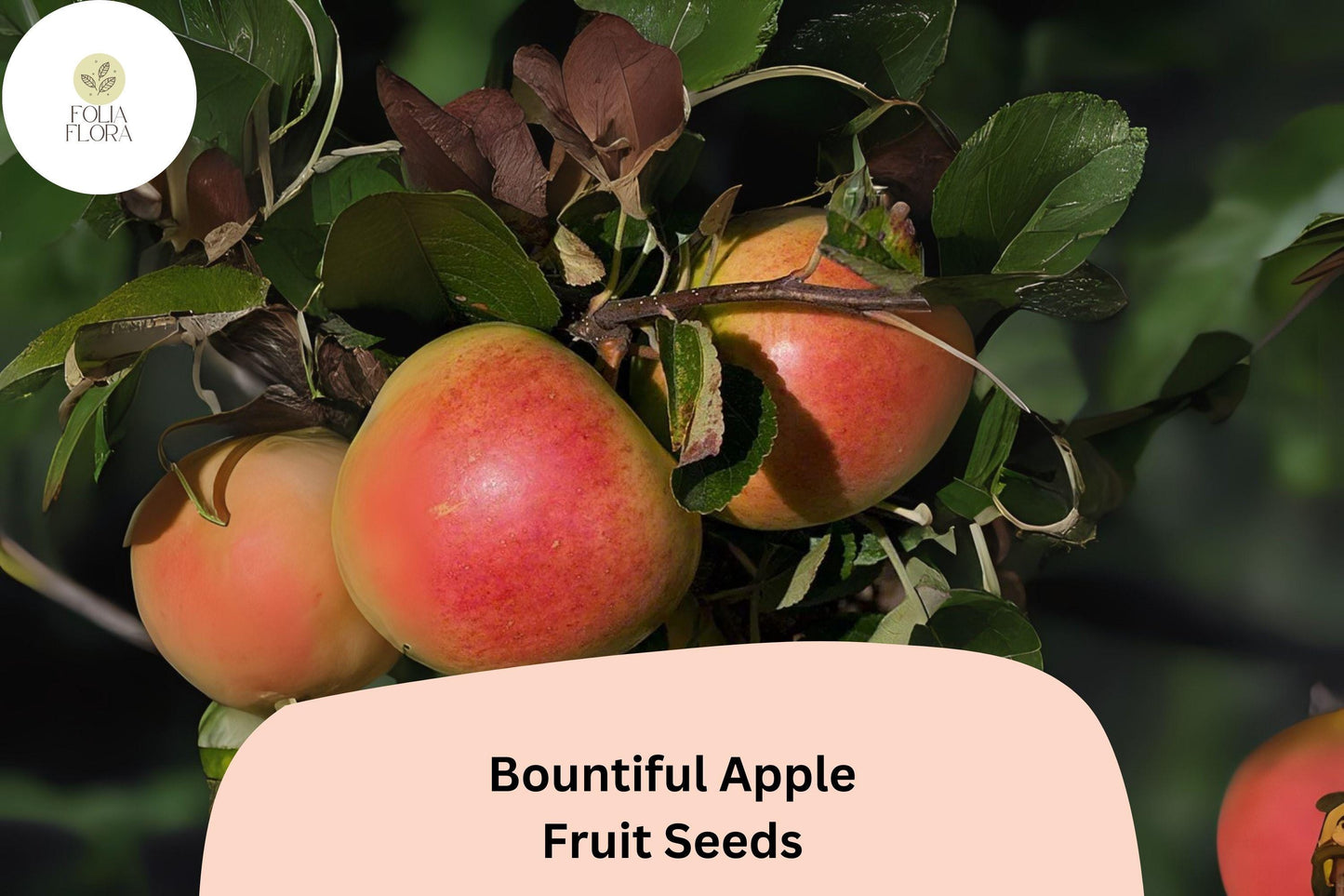 Bountiful Apple Seeds - 25+ Heirloom Malus domestica - Non-GMO Fruit Tree Seeds for Home Orchards & Gardens