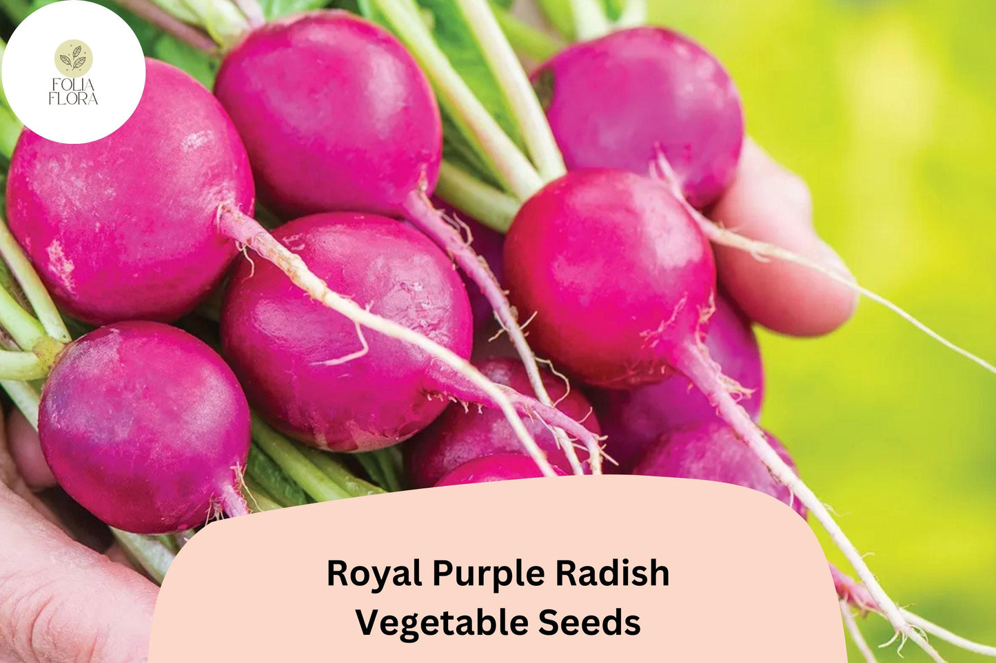 Royal Purple Radish Seeds - 500+ Heirloom Raphanus sativus for Fast-Growing Vegetable Gardens, Non-GMO, Cool-Season Planting