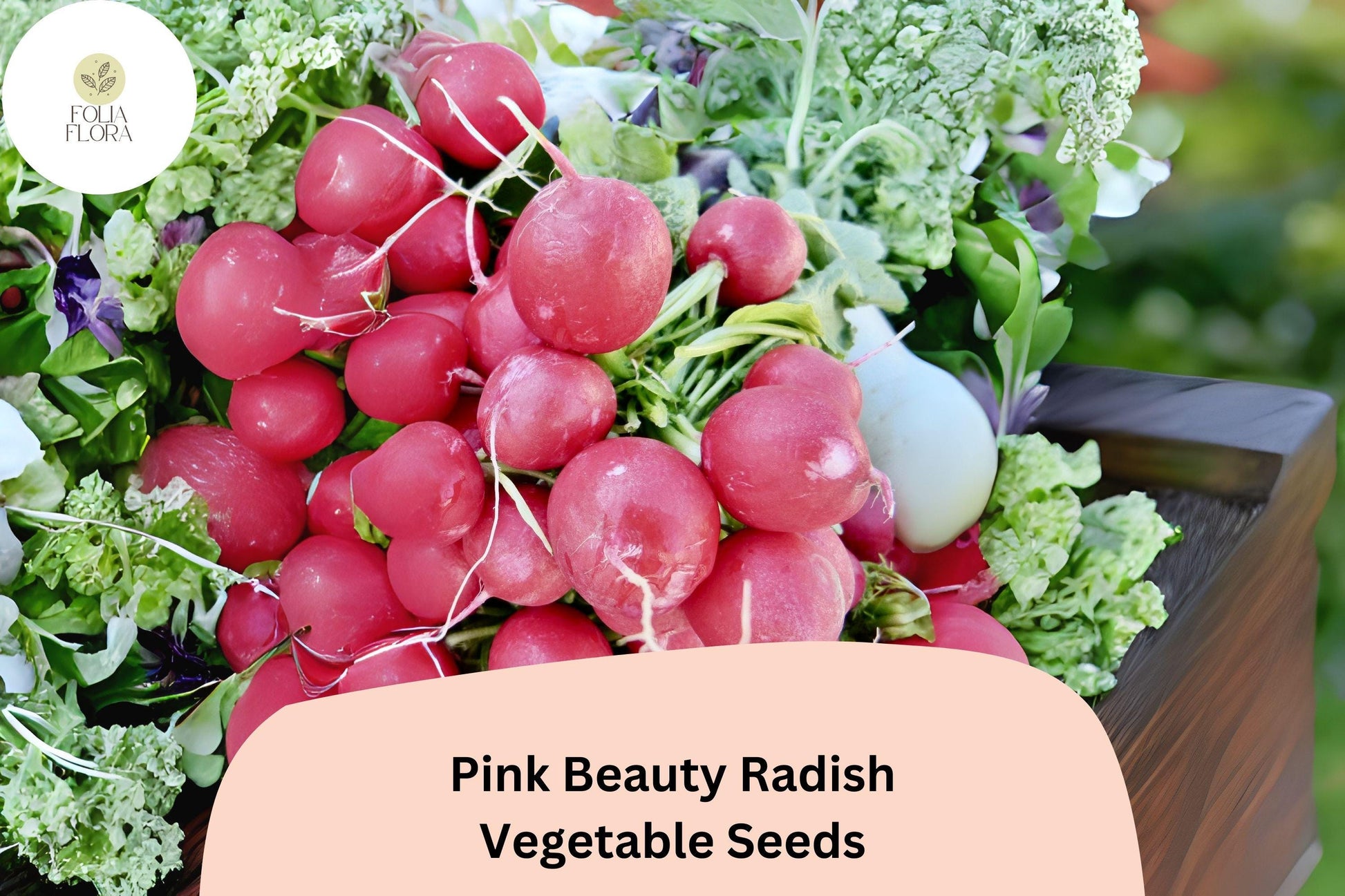 Pink Beauty Radish Seeds - 500+ Non-GMO Heirloom, Raphanus sativus, Pink Skin, Crisp White Flesh for Fresh Eating and Salads