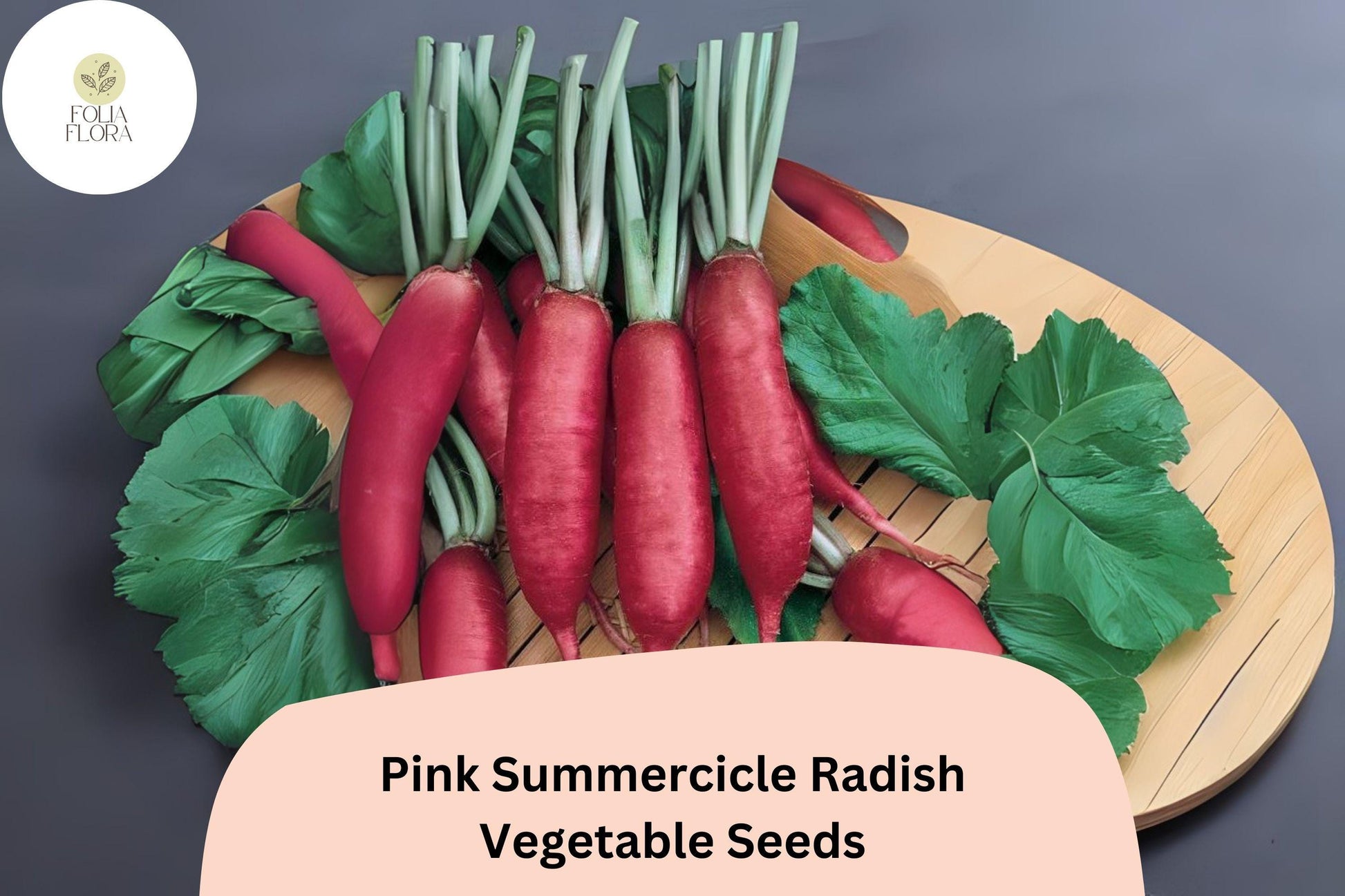 Pink Summercicle Radish Seeds - 500+ Heirloom Non-GMO Raphanus sativus - Crisp Pink Roots for Fresh Salads and Snacking