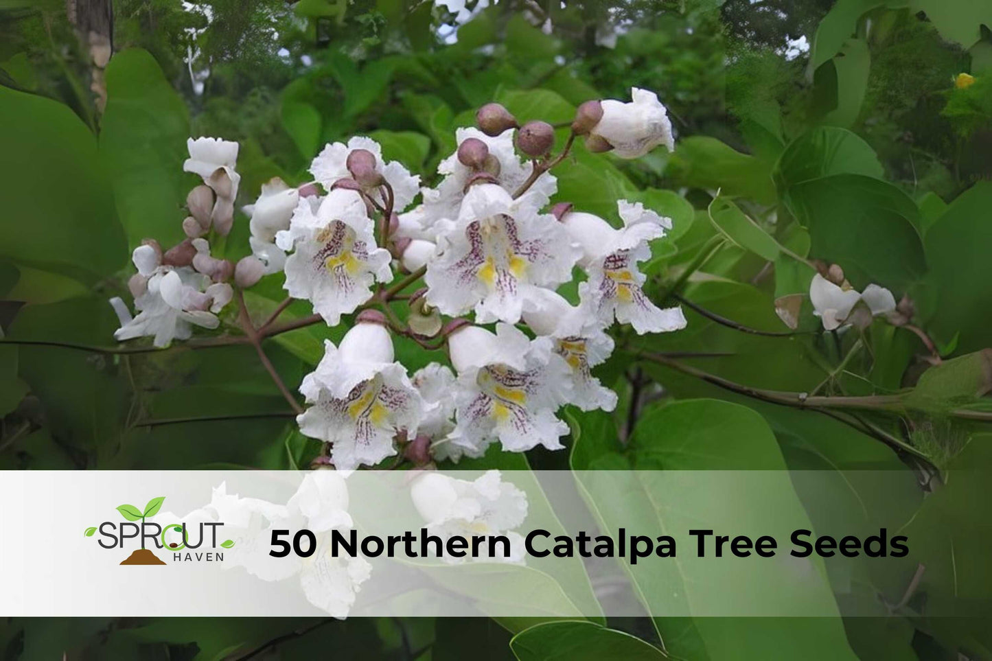 50 Northern Catalpa Tree Seeds - Hardy Shade Tree with Showy White Flowers, Catalpa speciosa