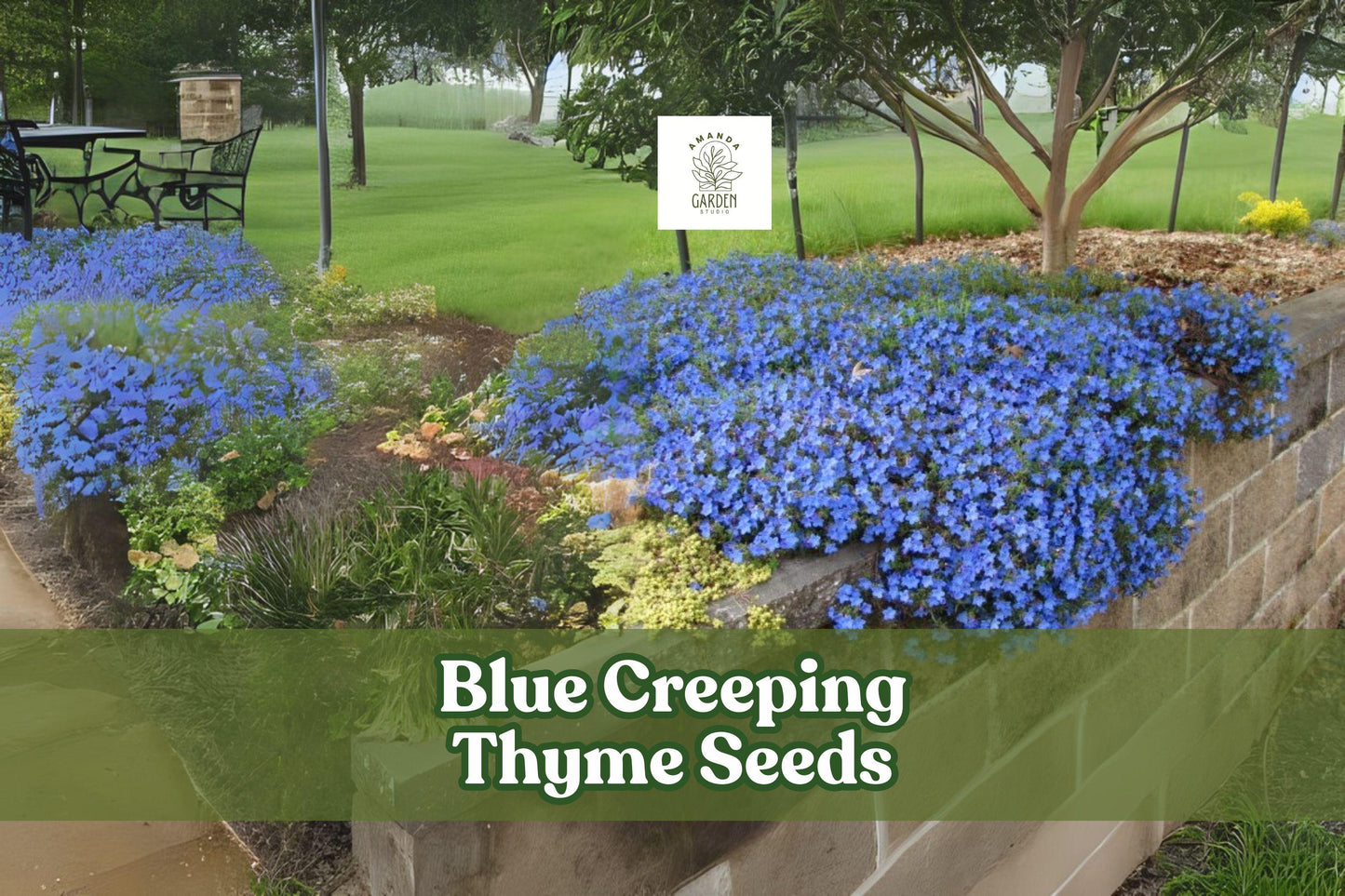 Blue Creeping Thyme Seeds - 250+ Seeds, Fragrant Ground Cover with Blue-Purple Blooms, Thymus serpyllum - Drought Tolerant & Pollinator Friendly