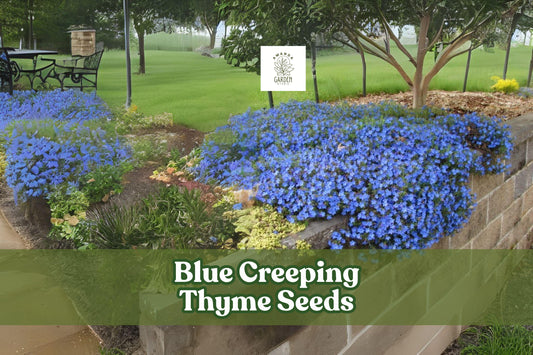 Blue Creeping Thyme Seeds - 250+ Seeds, Fragrant Ground Cover with Blue-Purple Blooms, Thymus serpyllum - Drought Tolerant & Pollinator Friendly