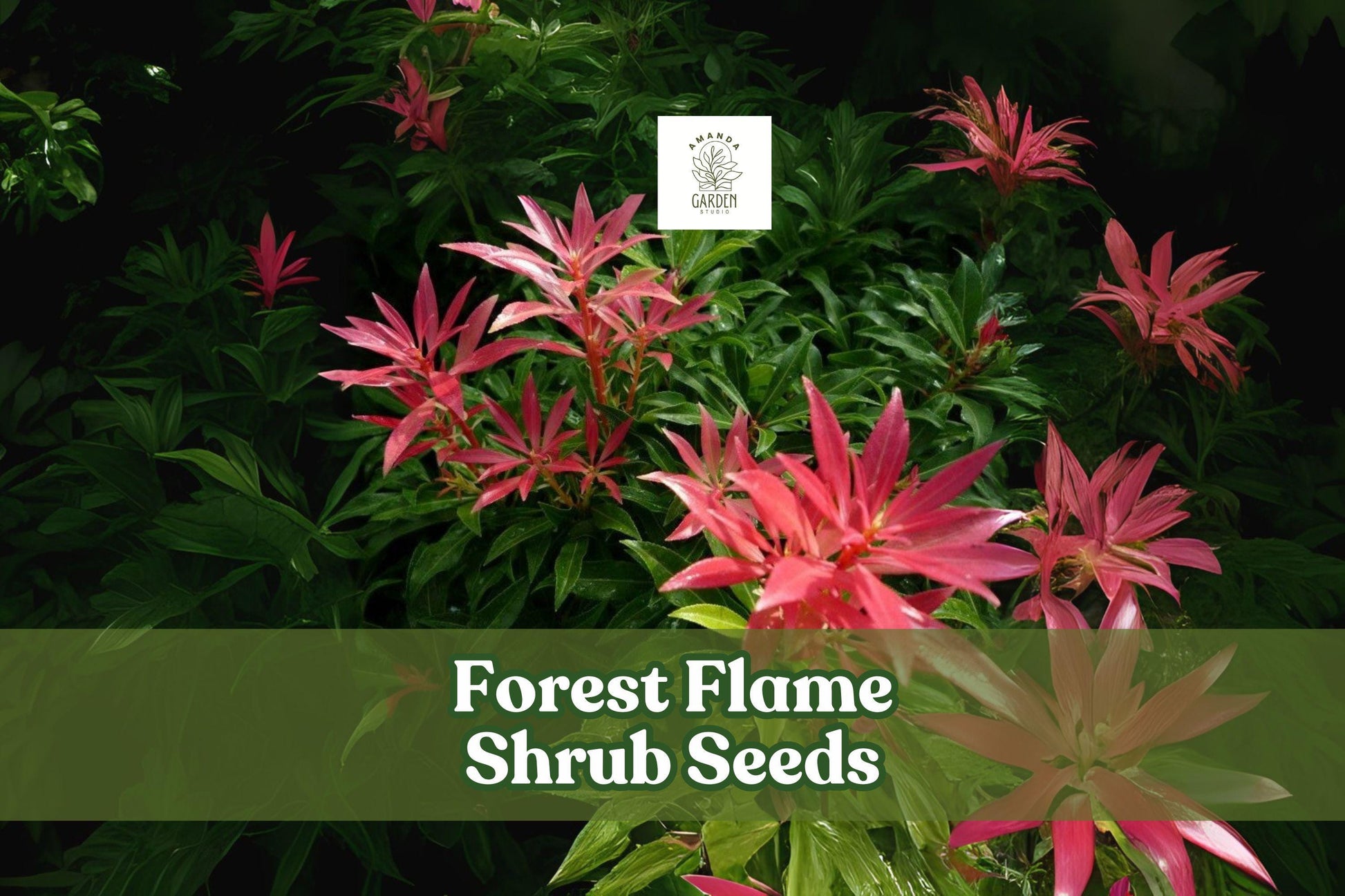30 Forest Flame Shrub Seeds - Pieris japonica - Ornamental Evergreen with Colorful Red New Growth and White Flowers