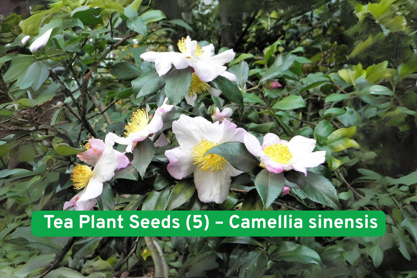 Tea Plant Seeds (5) - Camellia sinensis - Grow Black & Green Tea Shrub - Non-GMO, Hardy, Fragrant, Easy to Grow