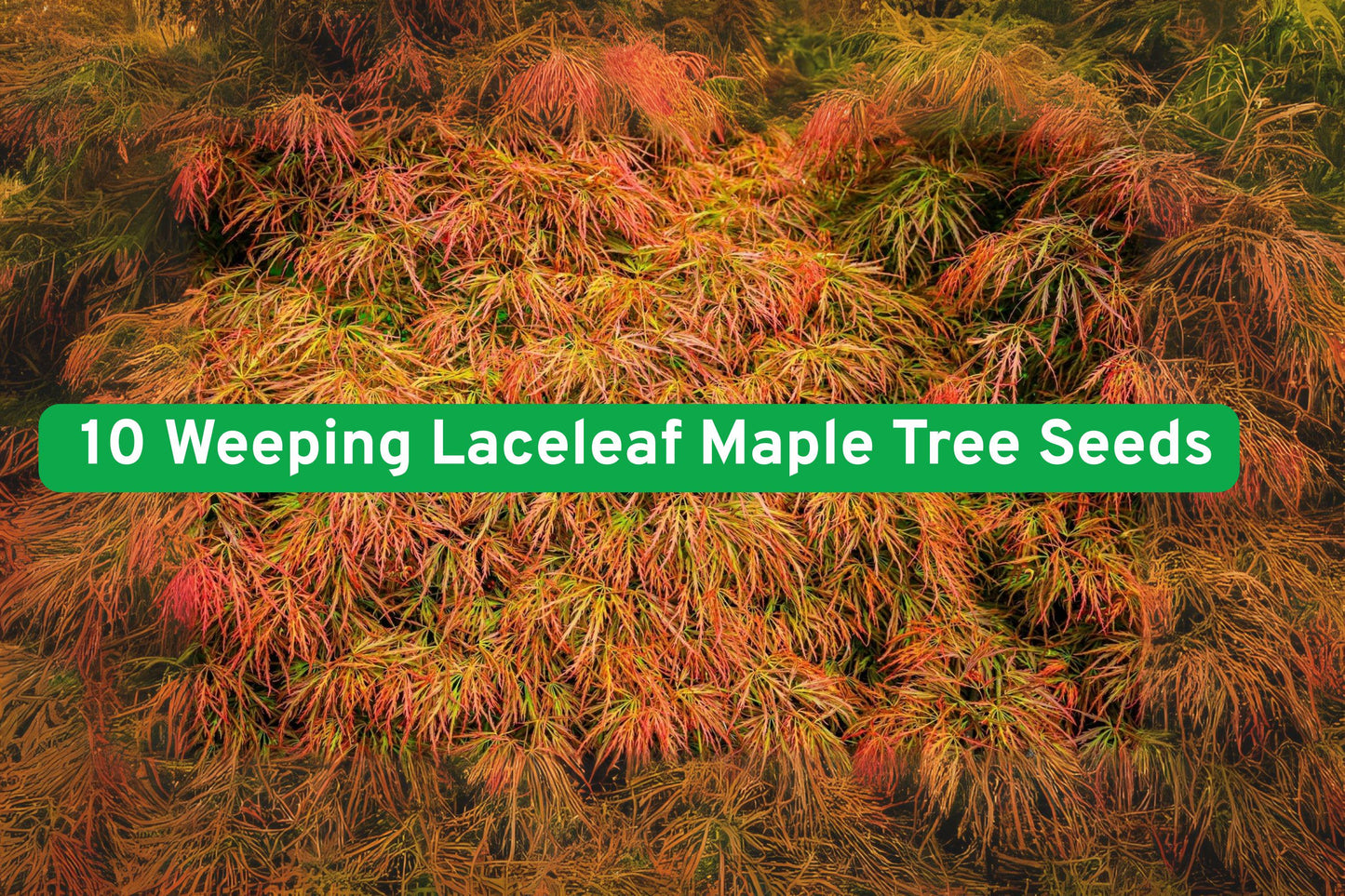 Weeping Laceleaf Japanese Maple Tree Seeds - 10 Premium Seeds - Acer Palmatum Dissectum - Ornamental Cut Leaf Maple