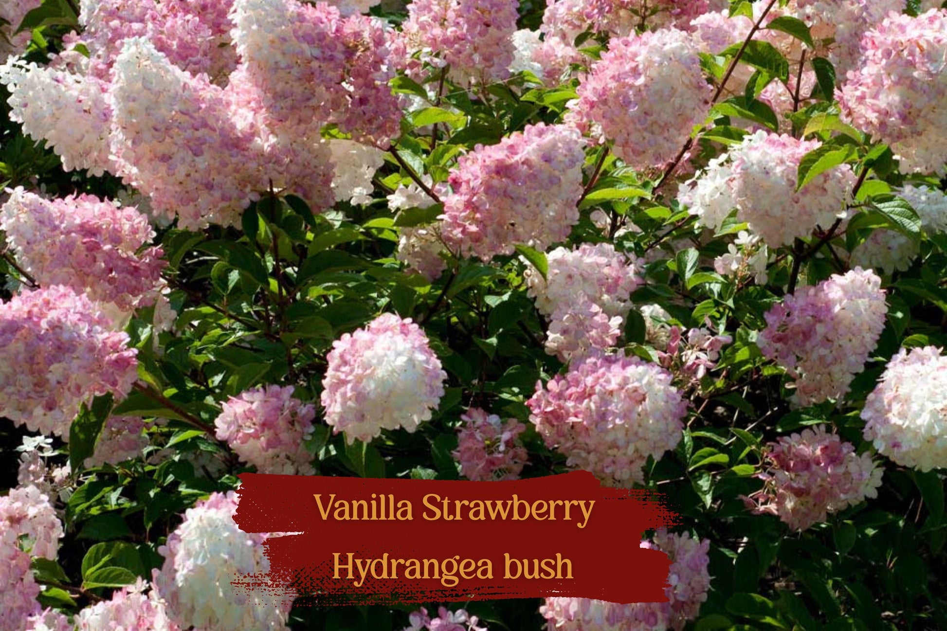 Vanilla Strawberry Hydrangea Cuttings - 5 Unrooted Fresh Cuttings - Hardy Zones 4-8 - Spectacular Blooms (Hydrangea paniculata)