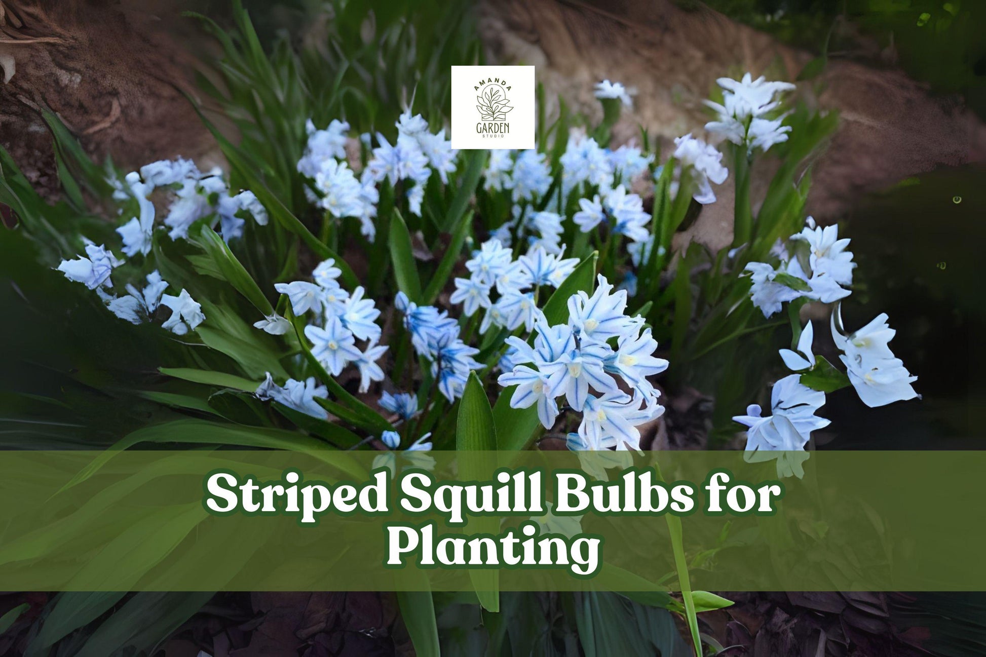 Striped Squill Bulbs (5 Bulbs) - Early Spring Blooms, Hardy Perennial, Puschkinia scilloides, Pale Blue-White Flowers