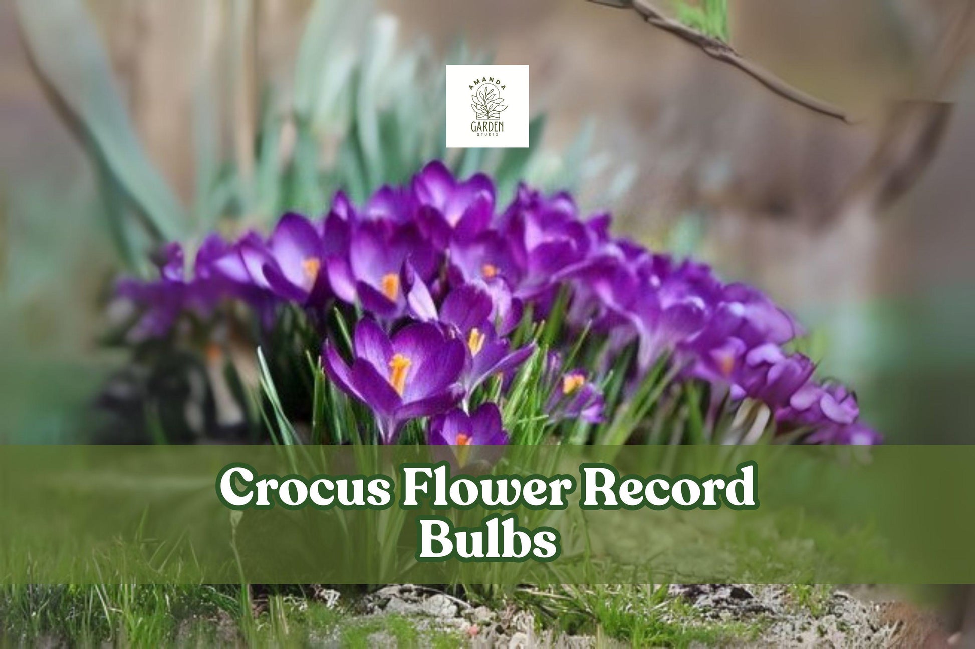 10 Purple Crocus Flower Bulbs - Crocus vernus 'Flower Record' - Hardy Perennial Corms for Early Spring Garden
