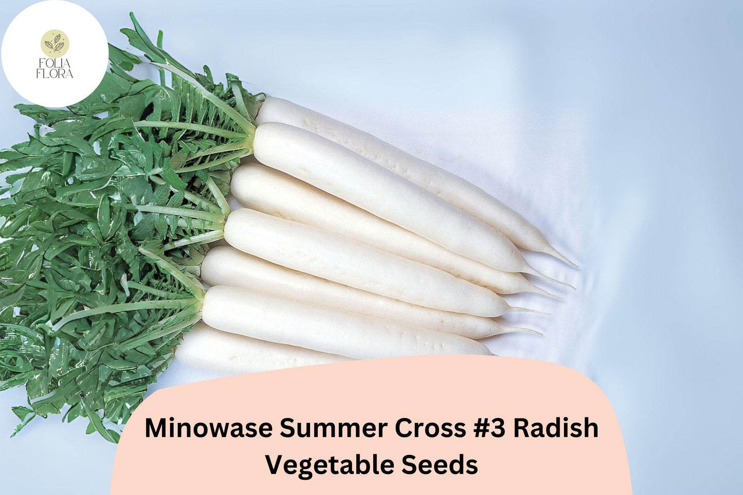 500+ Minowase Summer Cross #3 Radish Seeds - Hybrid Daikon, Non-GMO, Raphanus sativus, White Roots for Garden Planting