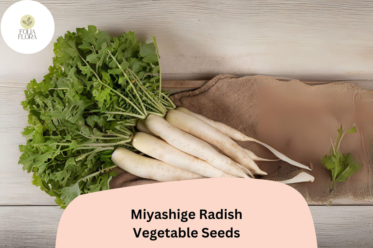 Miyashige Radish Seeds - 500+ Non-GMO Japanese Daikon (Raphanus sativus var. longipinnatus) for Garden Planting, High-Yield Variety