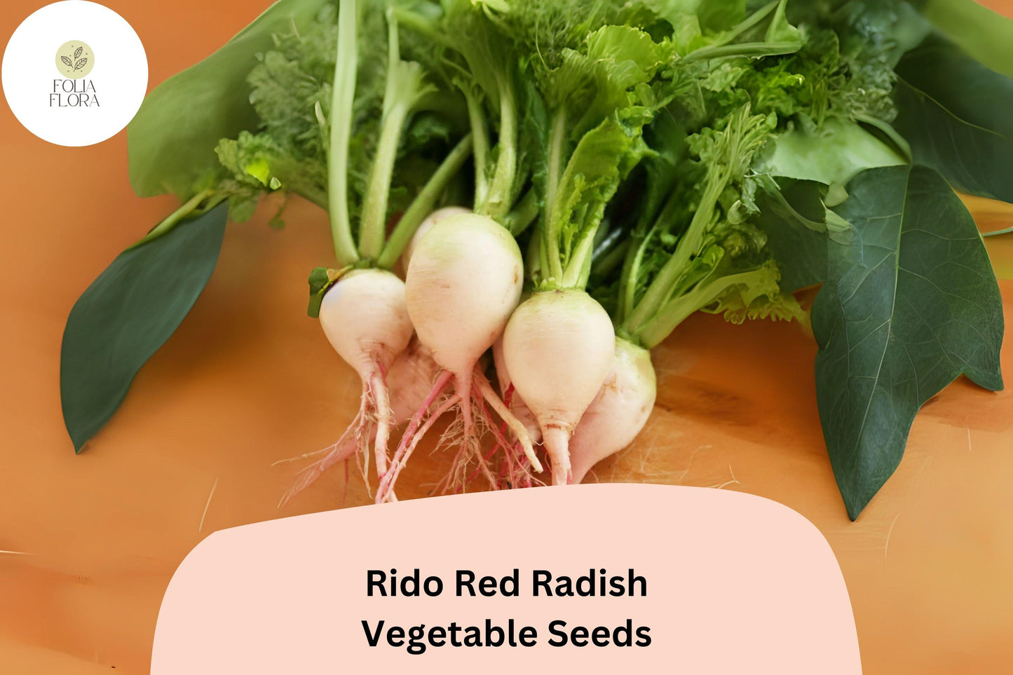 500+ Rido Red Radish Seeds - Heirloom Round Red Variety - Raphanus sativus - Non-GMO, Fast-Growing Vegetable Garden Seeds