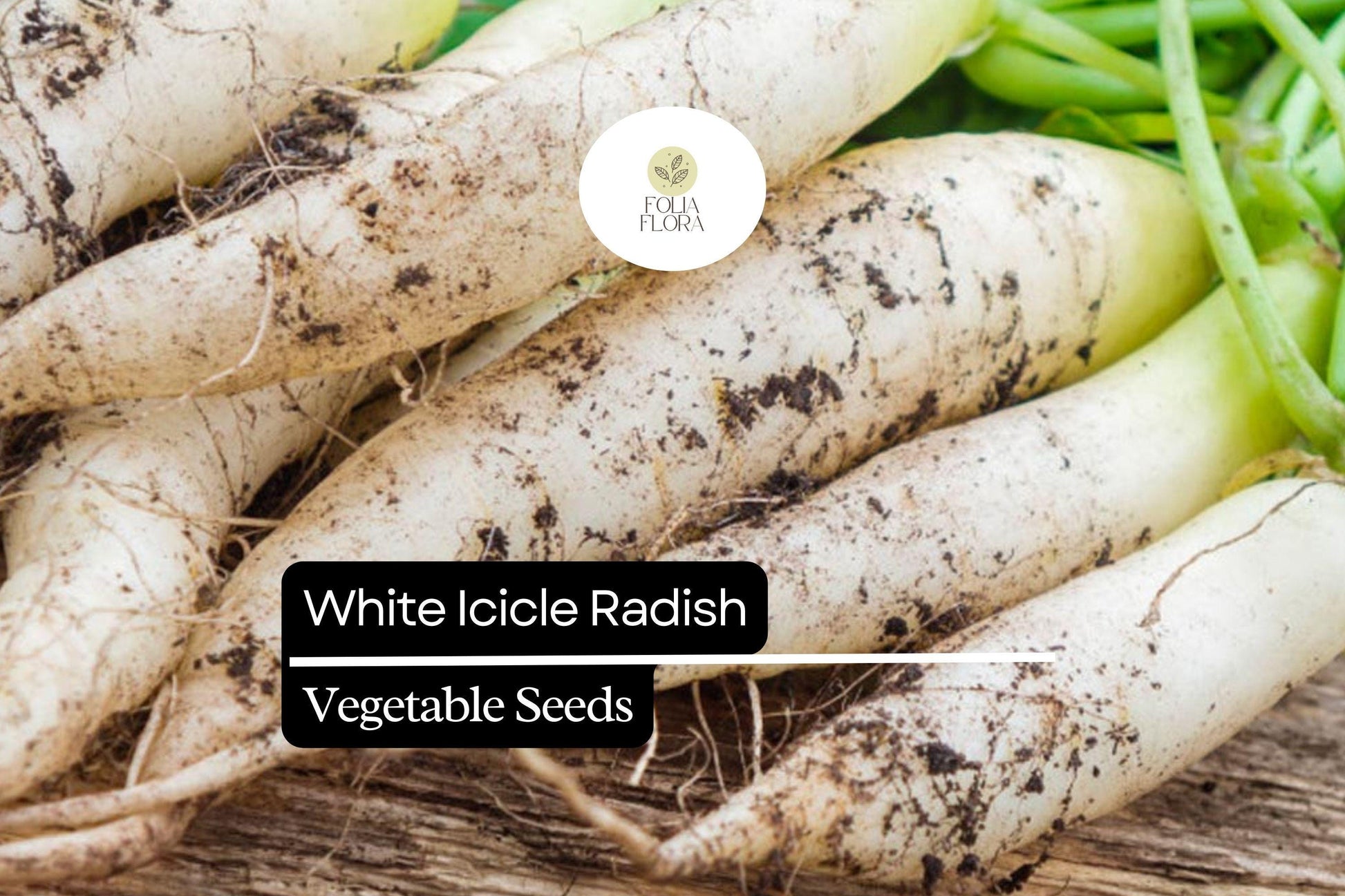 White Icicle Radish Seeds - 500+ Heirloom Non-GMO Raphanus sativus - Crisp White Roots for Fresh Eating and Salads