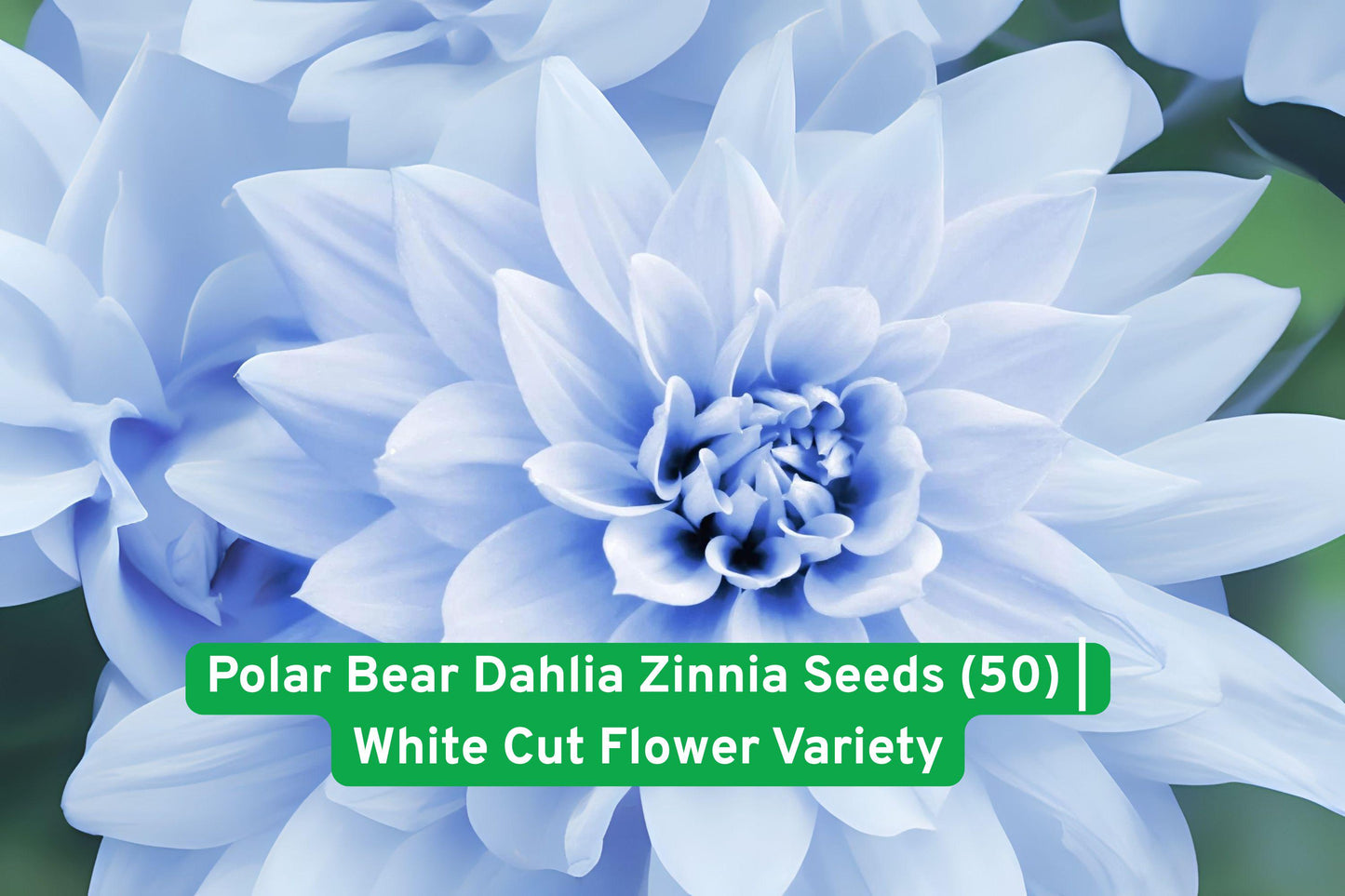 Zinnia Seeds - 50 Polar Bear White Pom-Pom Dahlia Style Blooms (Zinnia elegans) - USA Grown, Easy to Grow Annual