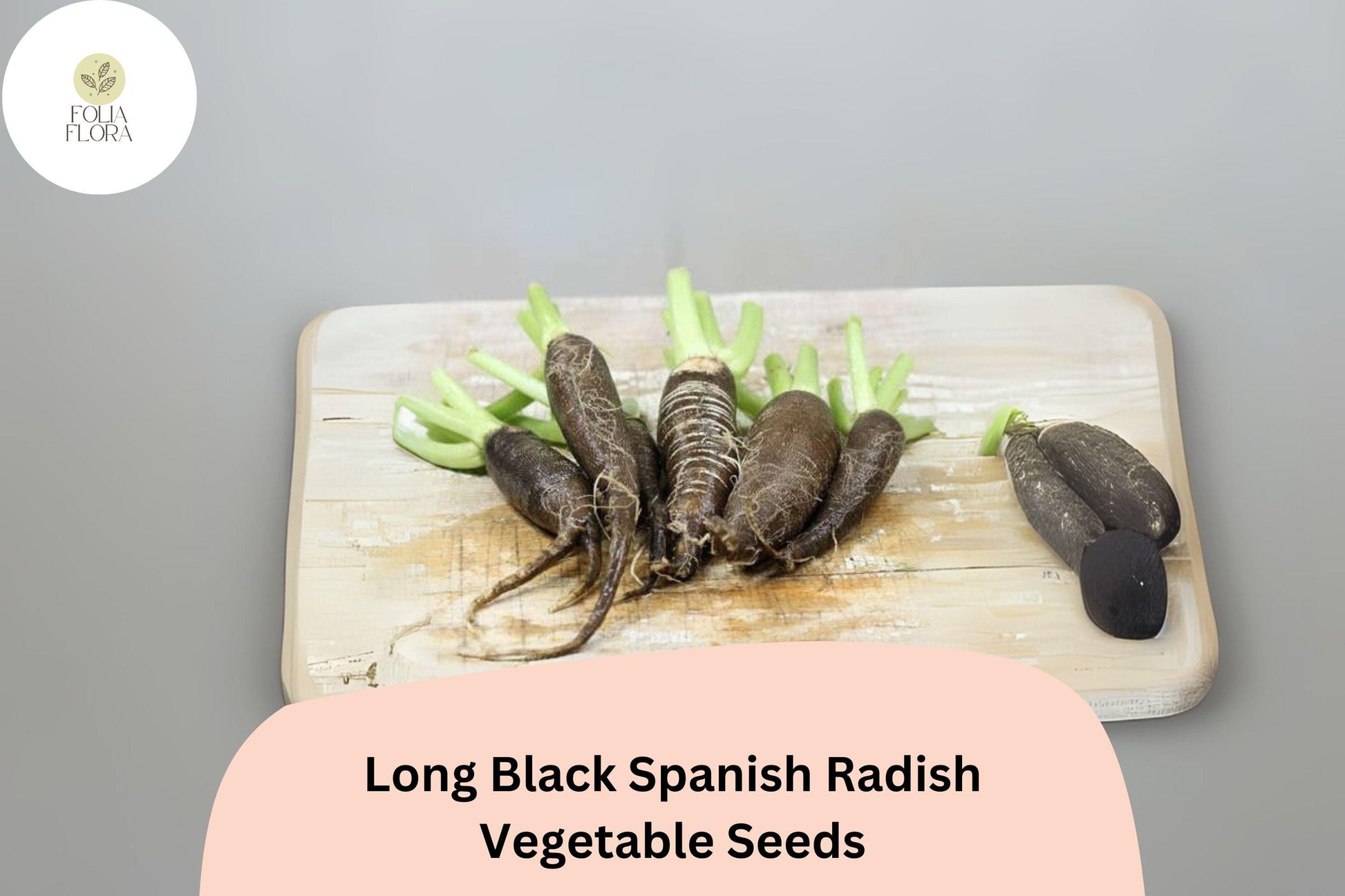 500+ Long Black Spanish Radish Seeds - Heirloom Winter Radish (Raphanus sativus var. niger) - Non-GMO, Crisp White Flesh