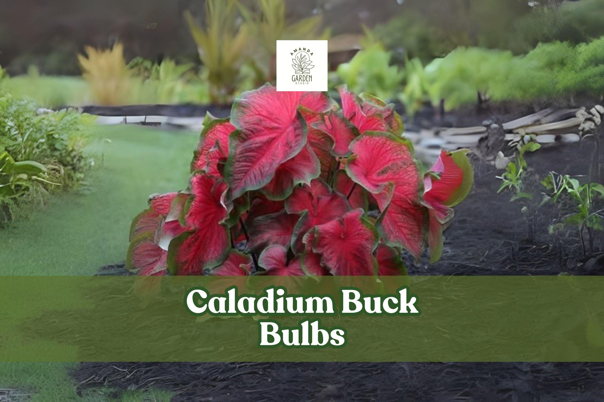 Caladium Buck Bulbs - 6 Live Tubers - Tropical Red & Green Foliage - Caladium bicolor ‘Buck’ - Shade-Loving Perennial Plant