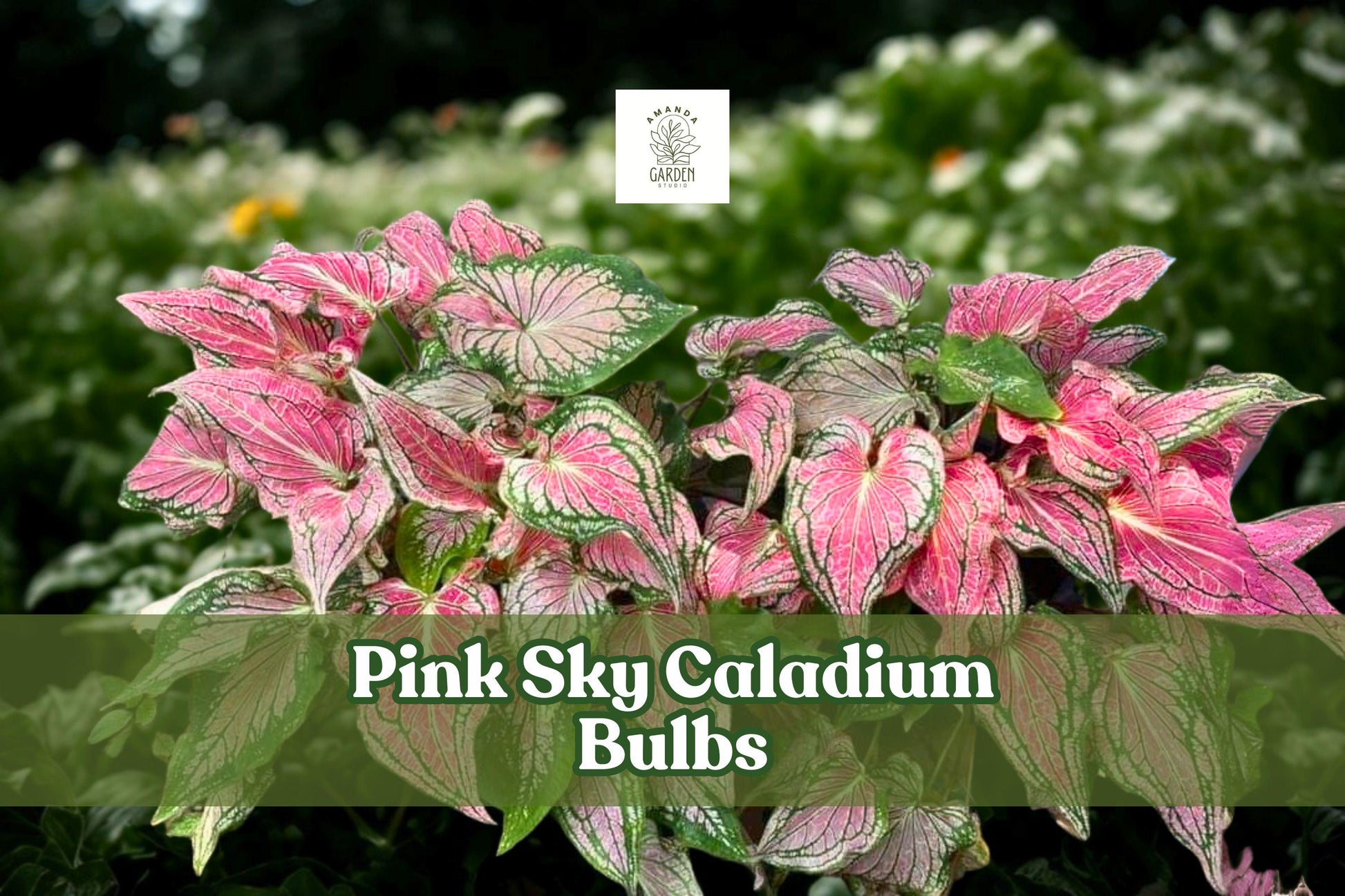 Pink Sky Caladium Bulbs - 6 Live Fancy Leaf Tubers - Caladium bicolor ‘Pink Sky’ - Tropical Foliage for Shade Gardens