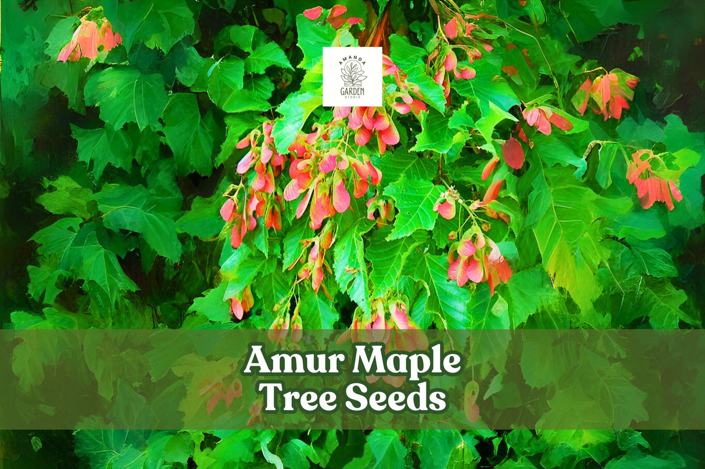 Amur Maple Tree Seeds - 30 Acer Ginnala - Red Fall Foliage - Hardy Ornamental Tree for Landscapes & Borders