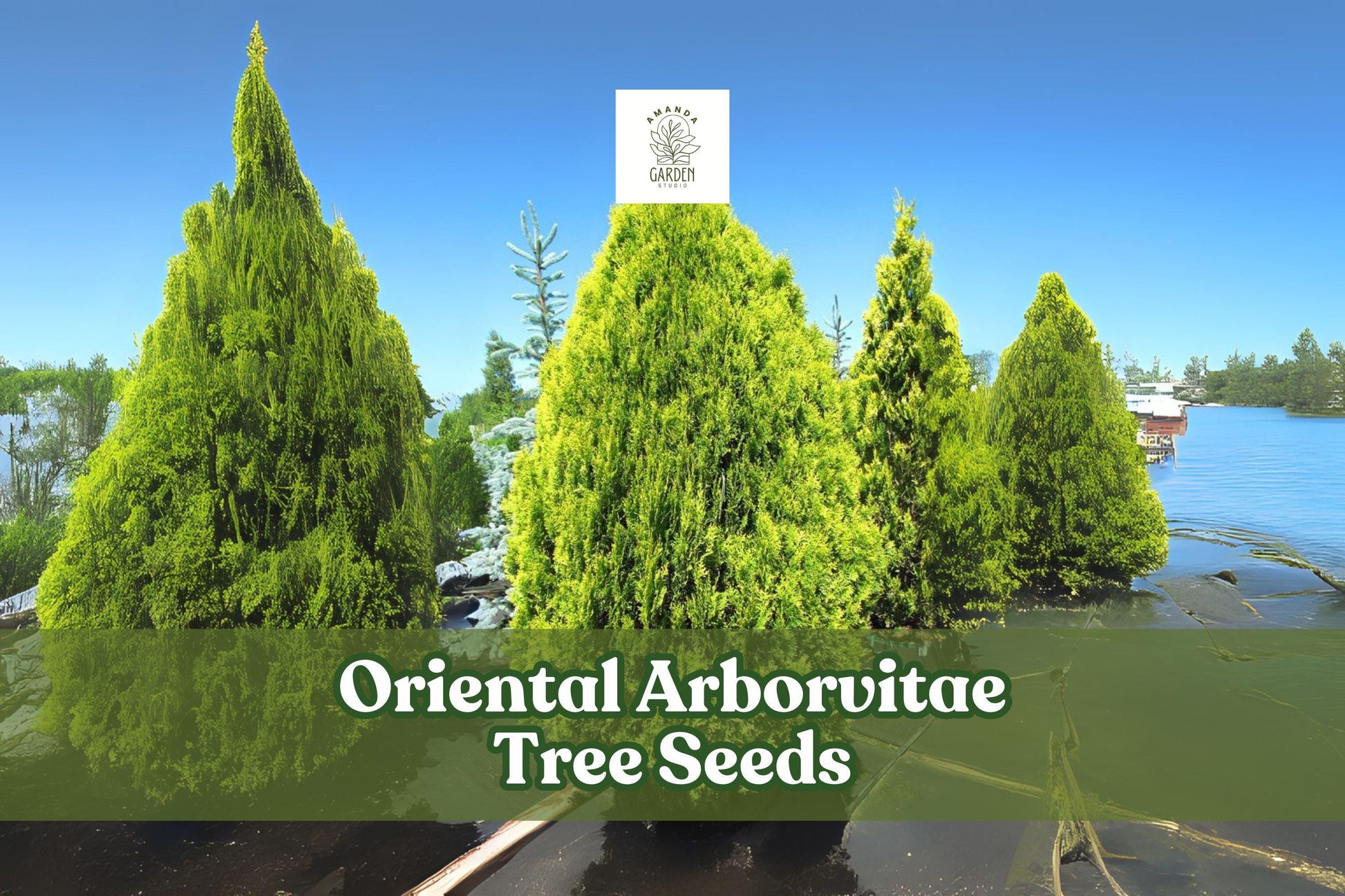 40 Oriental Arborvitae Tree Seeds - Platycladus orientalis - Evergreen for Hedges, Bonsai & Ornamental Landscaping
