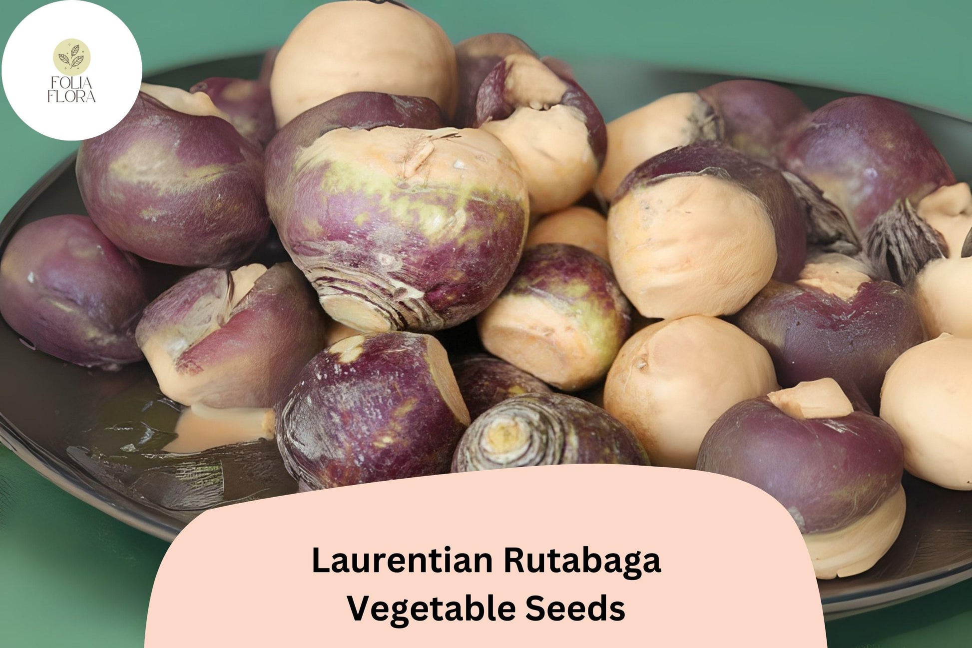 500+ Laurentian Rutabaga Seeds - Heirloom Purple Top Root Vegetable (Brassica napobrassica) for Garden Planting