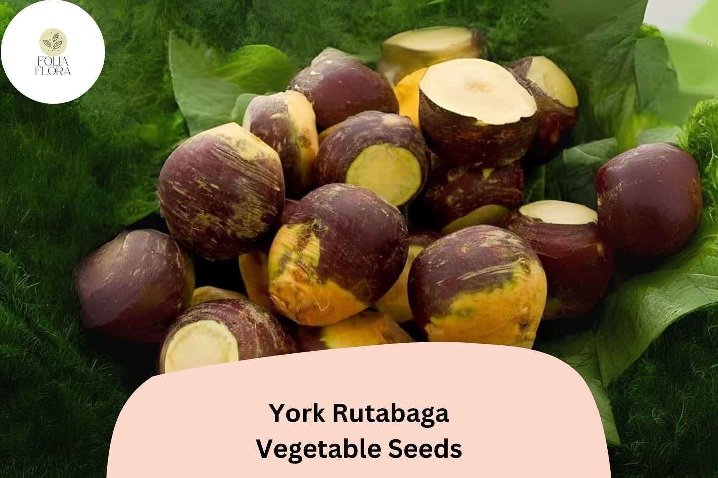 York Rutabaga Seeds 500+ Heirloom Non-GMO Brassica napobrassica Purple Top Root Vegetable for Garden Planting