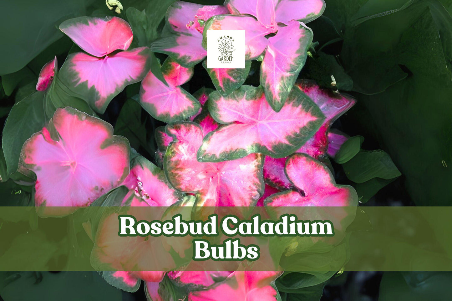 Rosebud Caladium Bulbs - 6 Live Pink & Green Fancy Leaf Tubers - Caladium bicolor ‘Rosebud’ - Tropical Perennial for Shade Gardens