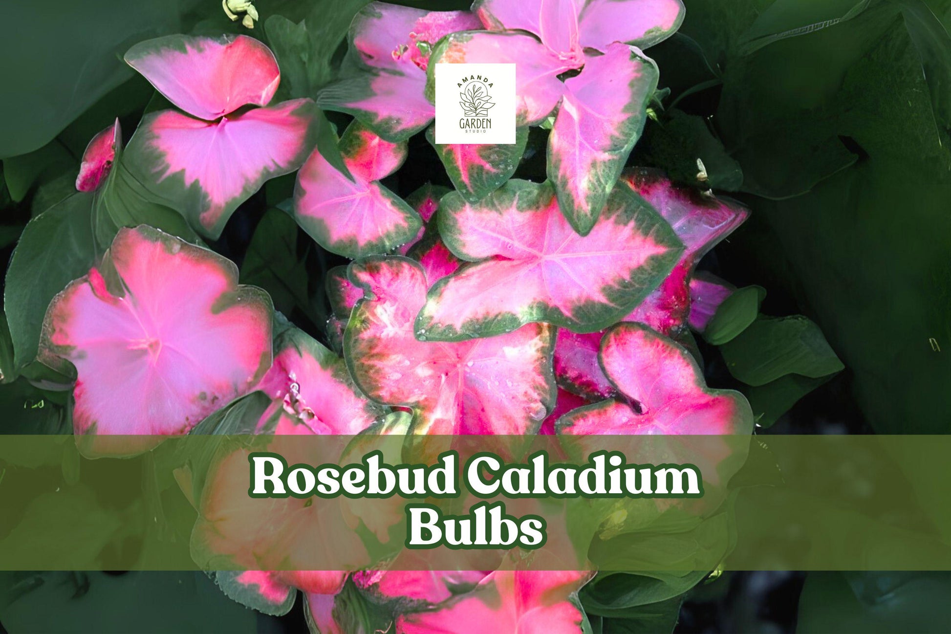 Rosebud Caladium Bulbs - 6 Live Pink & Green Fancy Leaf Tubers - Caladium bicolor ‘Rosebud’ - Tropical Perennial for Shade Gardens