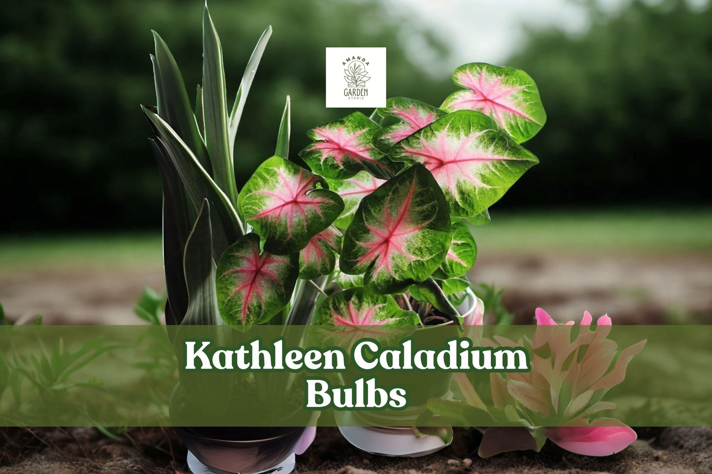 10 Live Kathleen Caladium Bulbs - Fancy Leaf Elephant Ears - Caladium bicolor 'Kathleen' - Pink-Red Veins, Green Margins