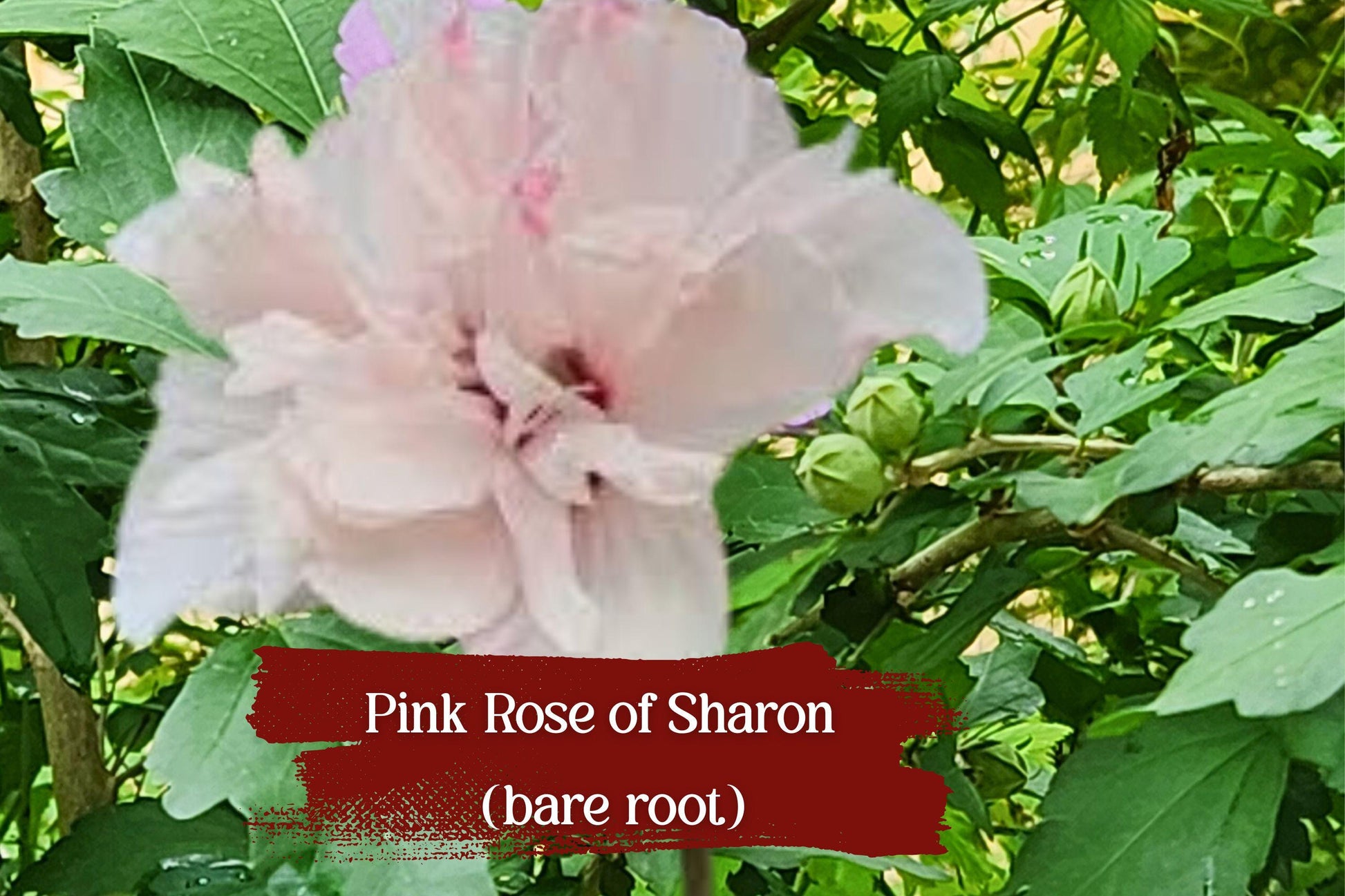 Live Double Pink Rose of Sharon Shrub - 1ft Starter Plant, Hibiscus syriacus ‘Althea’, Hardy Flowering Shrub, Attracts Pollinators