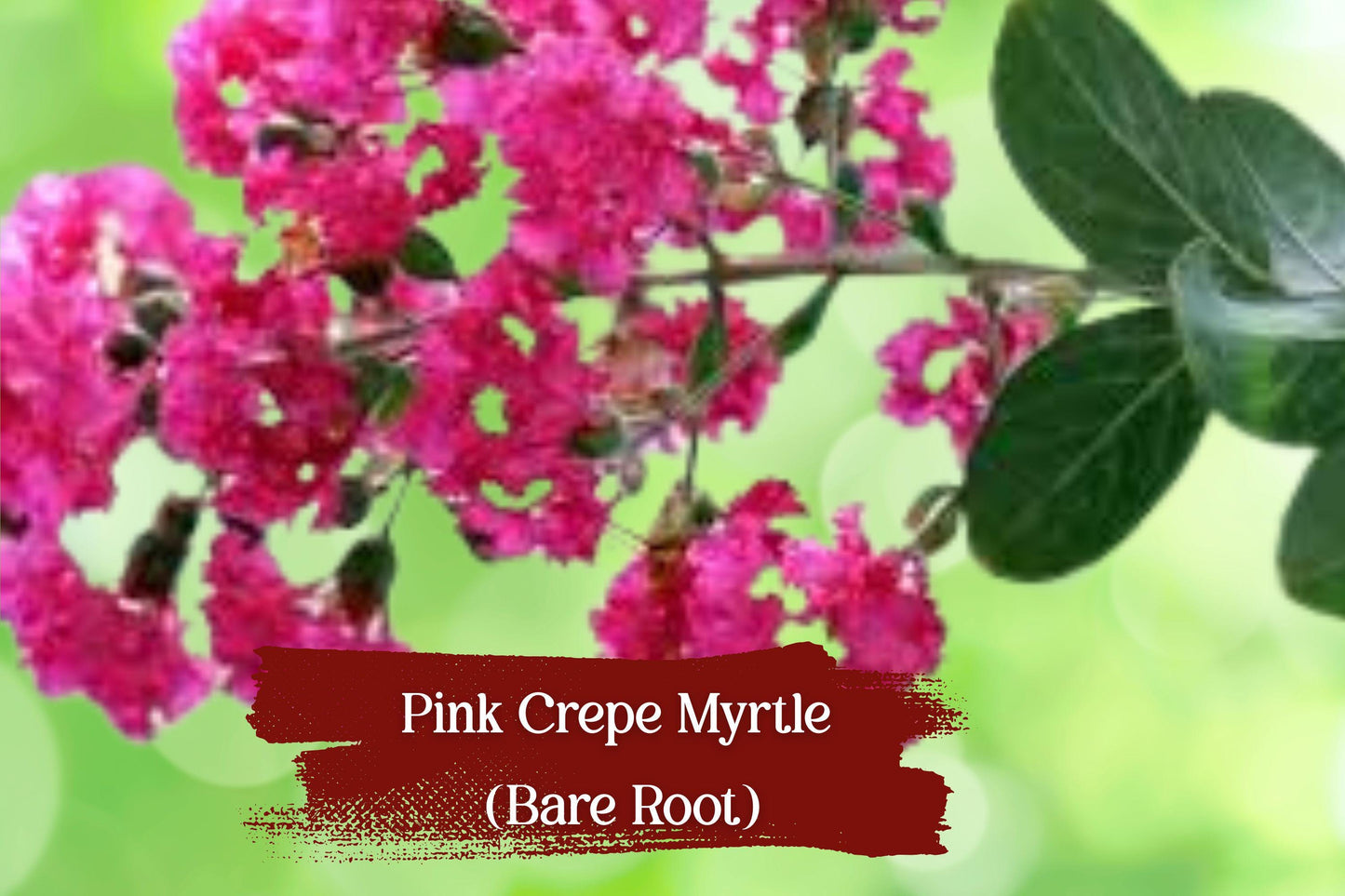 Hot Pink Crepe Myrtle Starter Plants - 2 Live Lagerstroemia indica, 6" Rooted Cuttings, Vibrant Flowering Shrub for Gardens