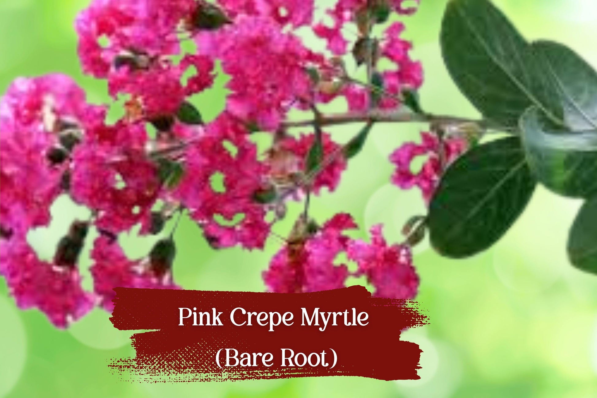 Hot Pink Crepe Myrtle Starter Plants - 2 Live Lagerstroemia indica, 6" Rooted Cuttings, Vibrant Flowering Shrub for Gardens