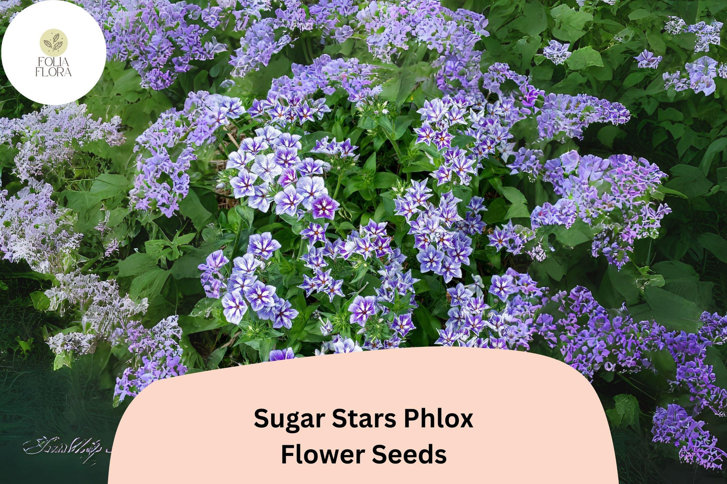 Phlox Seeds - 100+ Sugar Stars Violet Blue Flowers - Phlox drummondii - Attracts Pollinators - Easy to Grow Annual