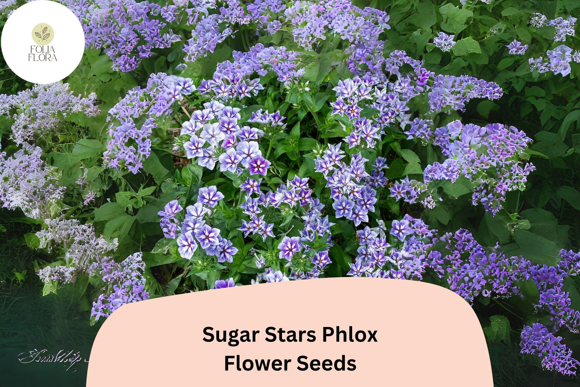 Phlox Seeds - 100+ Sugar Stars Violet Blue Flowers - Phlox drummondii - Attracts Pollinators - Easy to Grow Annual